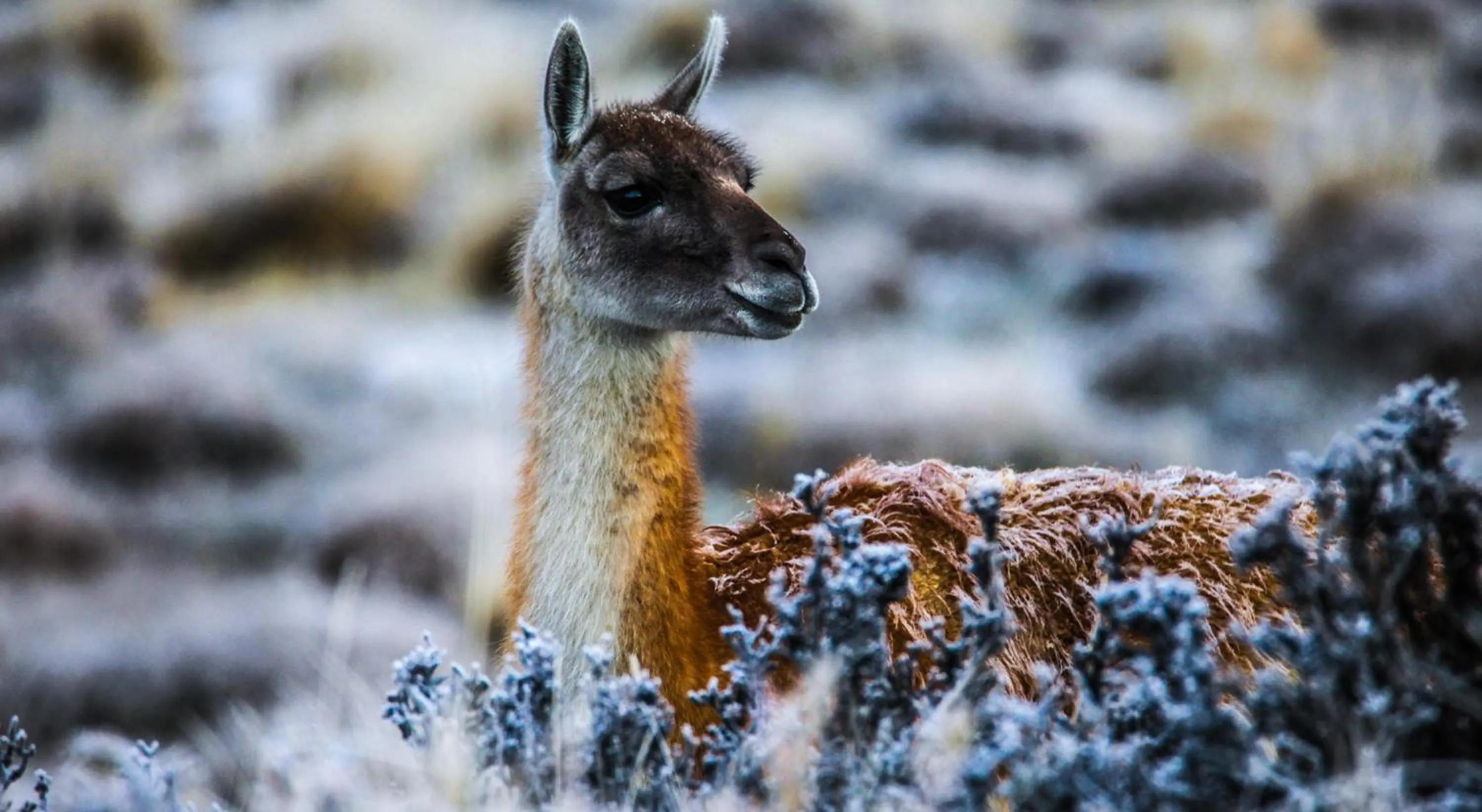 Animals in Río Serrano Hotel + Spa