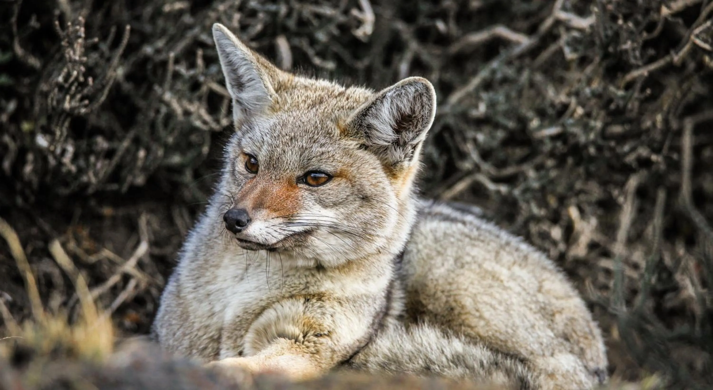Animals in Río Serrano Hotel + Spa