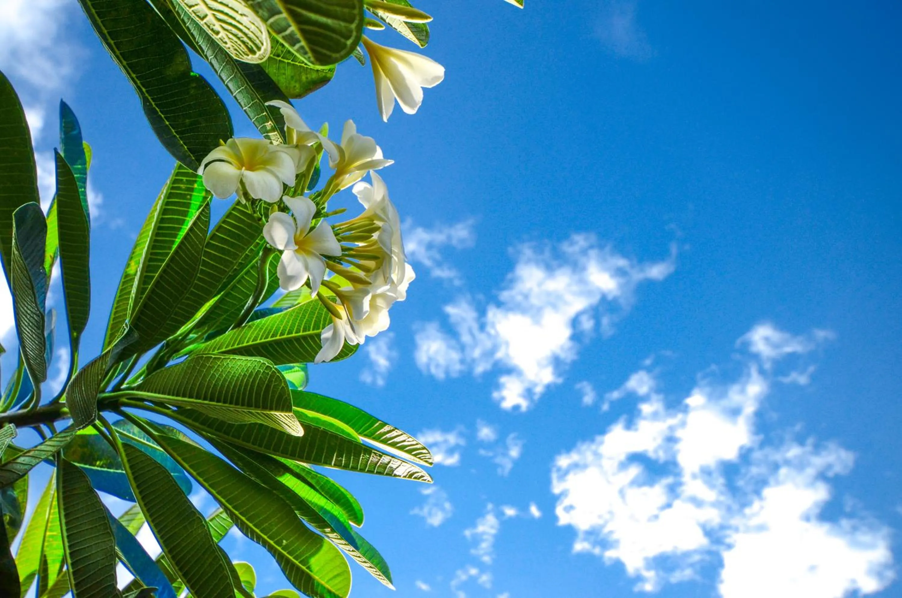 Garden in Nid's Bungalows