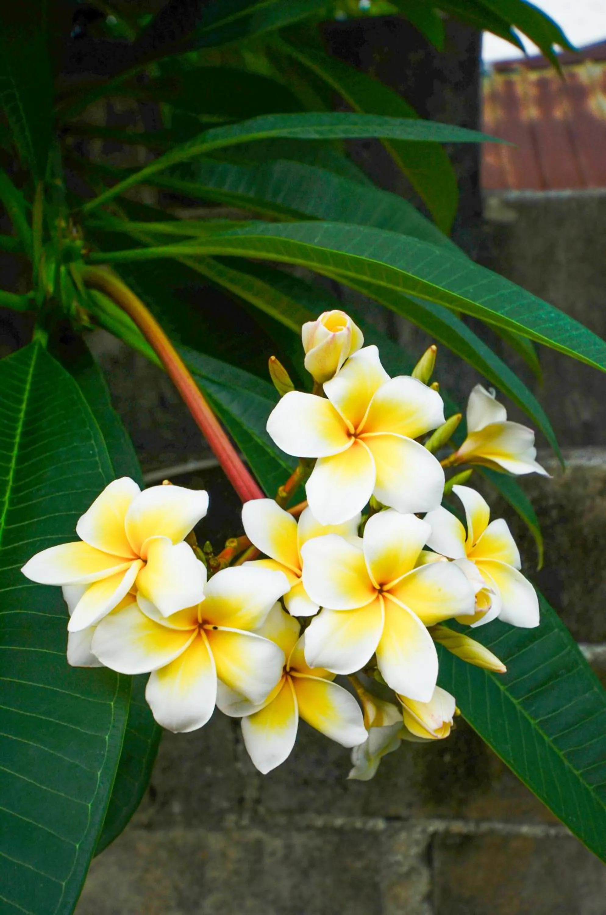 Garden in Nid's Bungalows