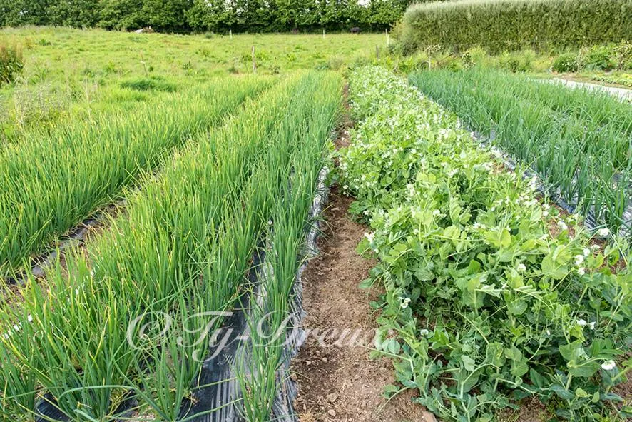 Garden in ty dreux entre terre et mer