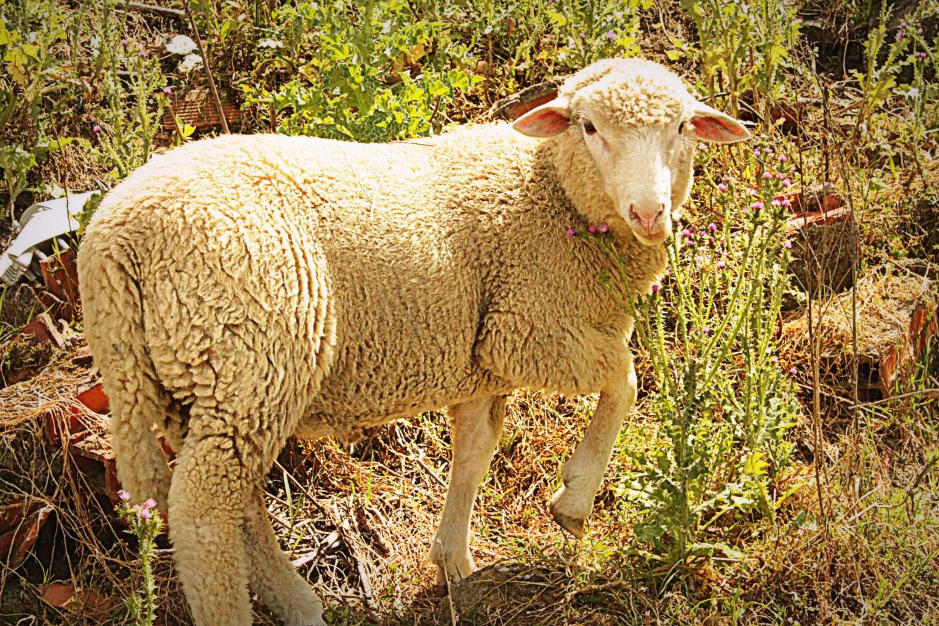 Activities in Hotel O Gato - Edificio Standard