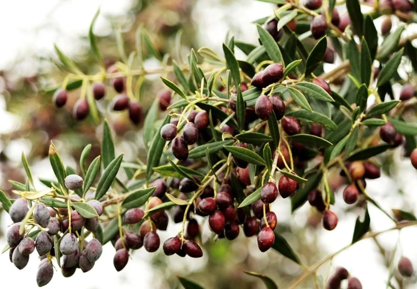 Other in Angela's House