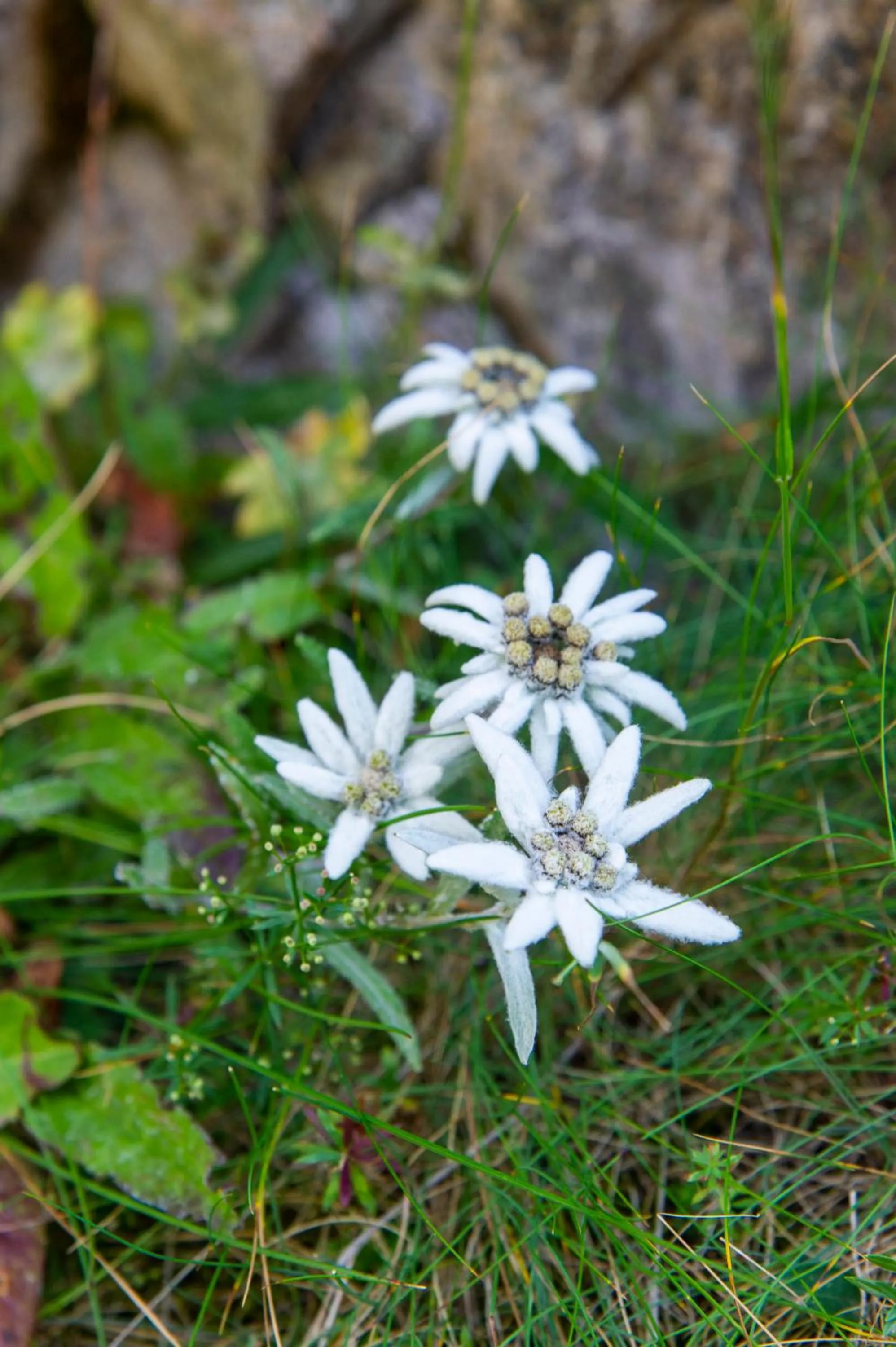 Off site in Heimat - Das Natur Resort