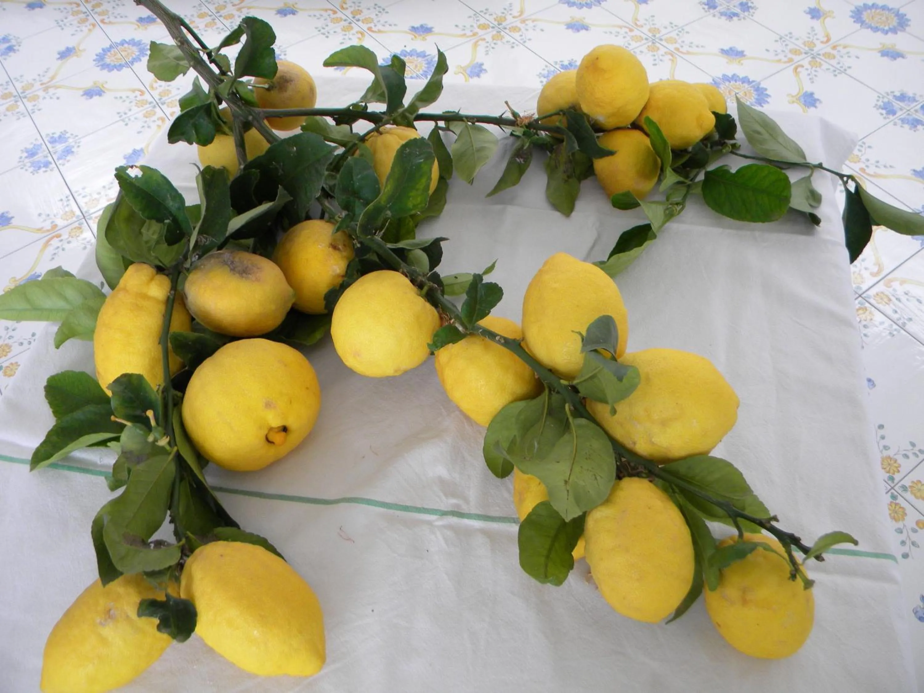 Food close-up in Hotel Parco Conte