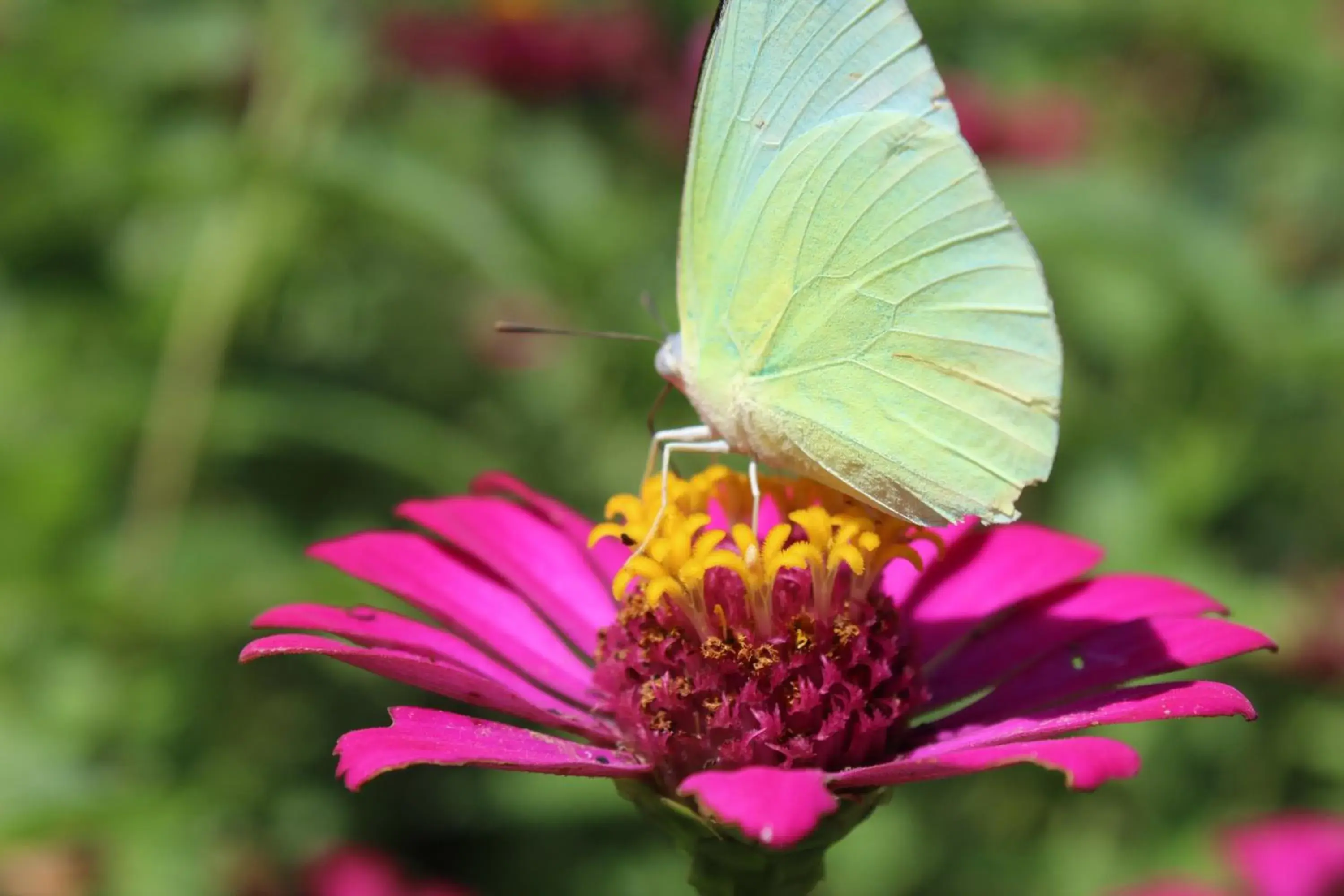 Garden view in Bong Thom Forest Lodge Garden view in Bong Thom Forest Lodge