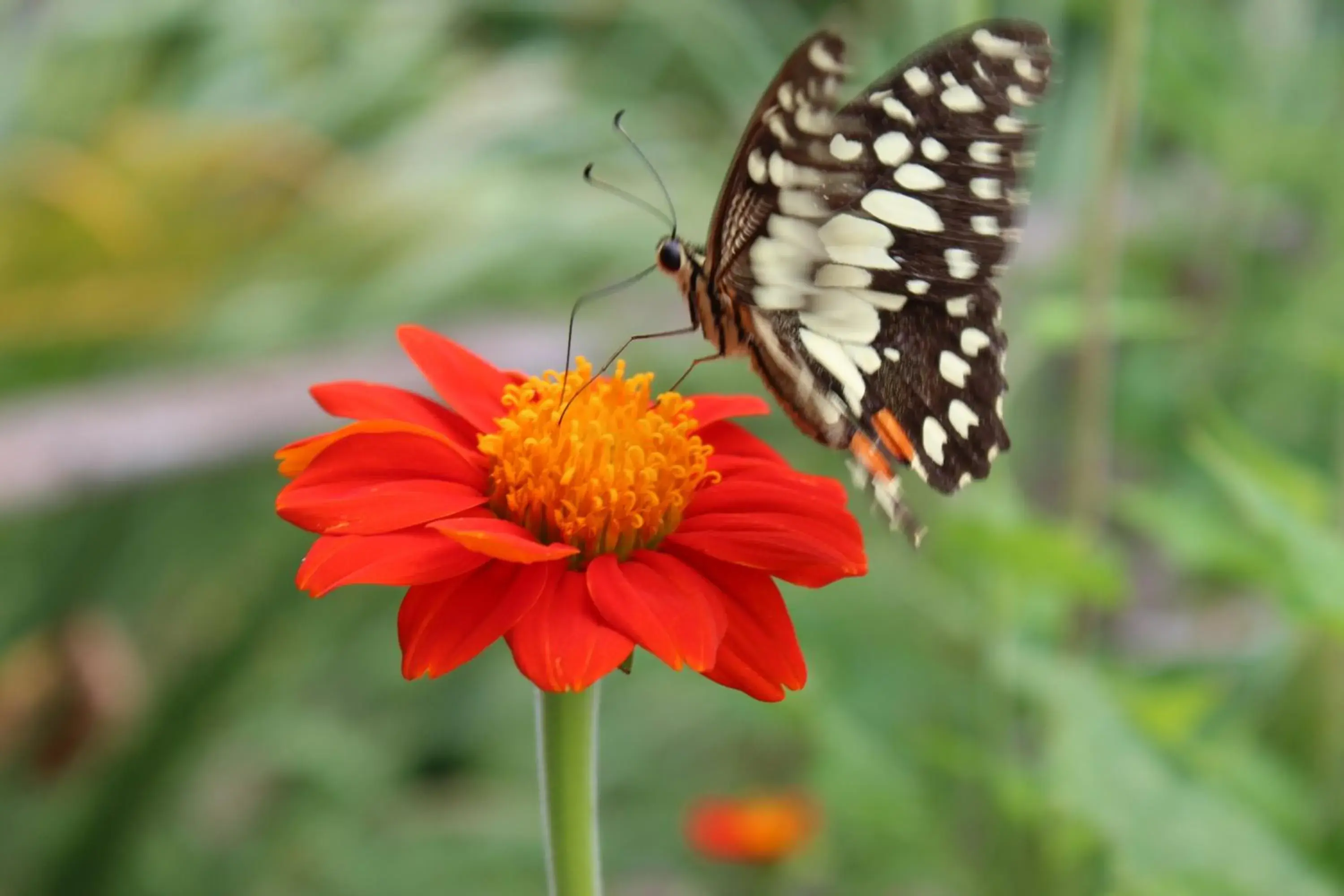 Garden view in Bong Thom Forest Lodge Garden view in Bong Thom Forest Lodge