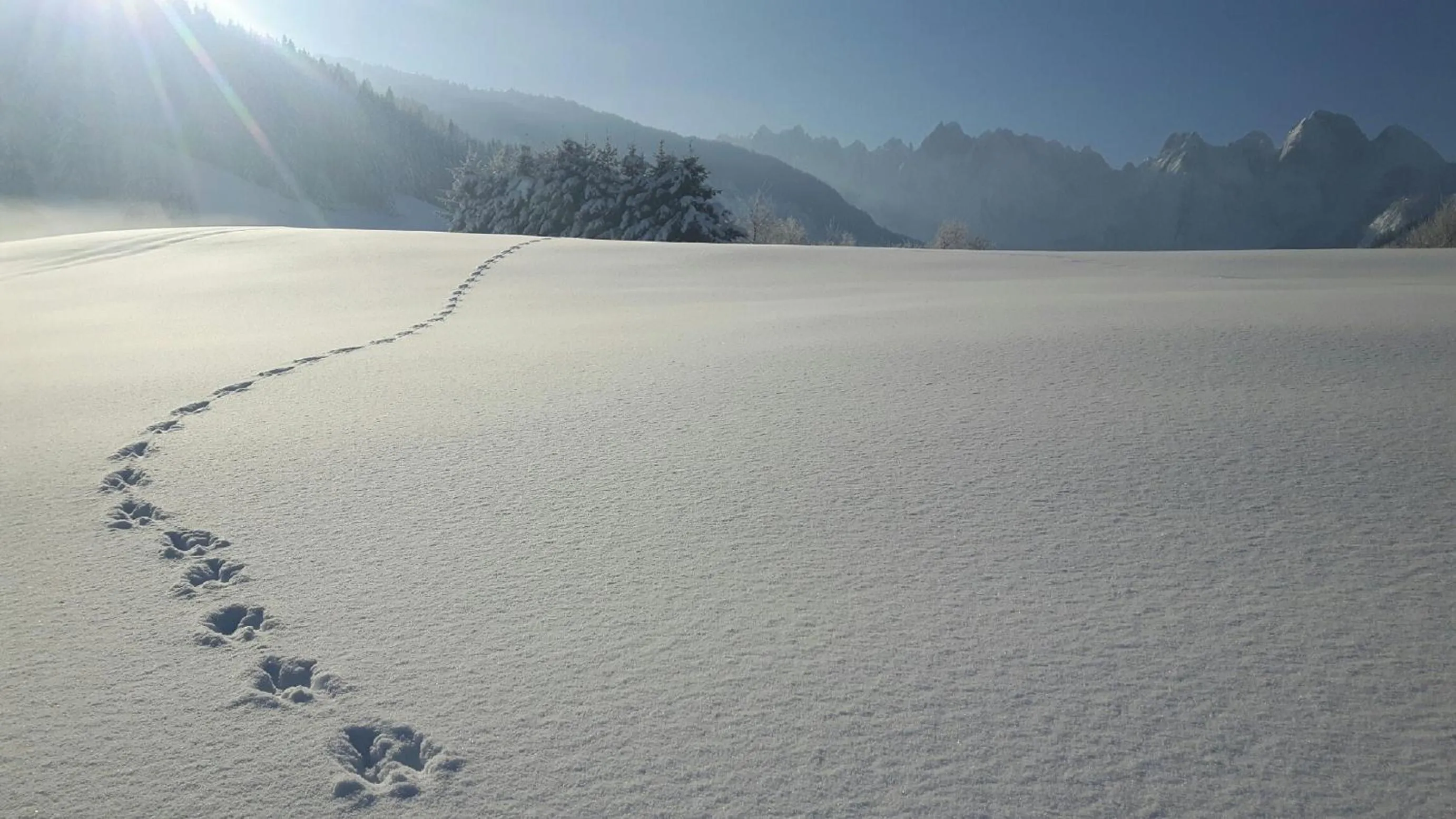 Fishing in Hotel - Restaurant Gosauerhof