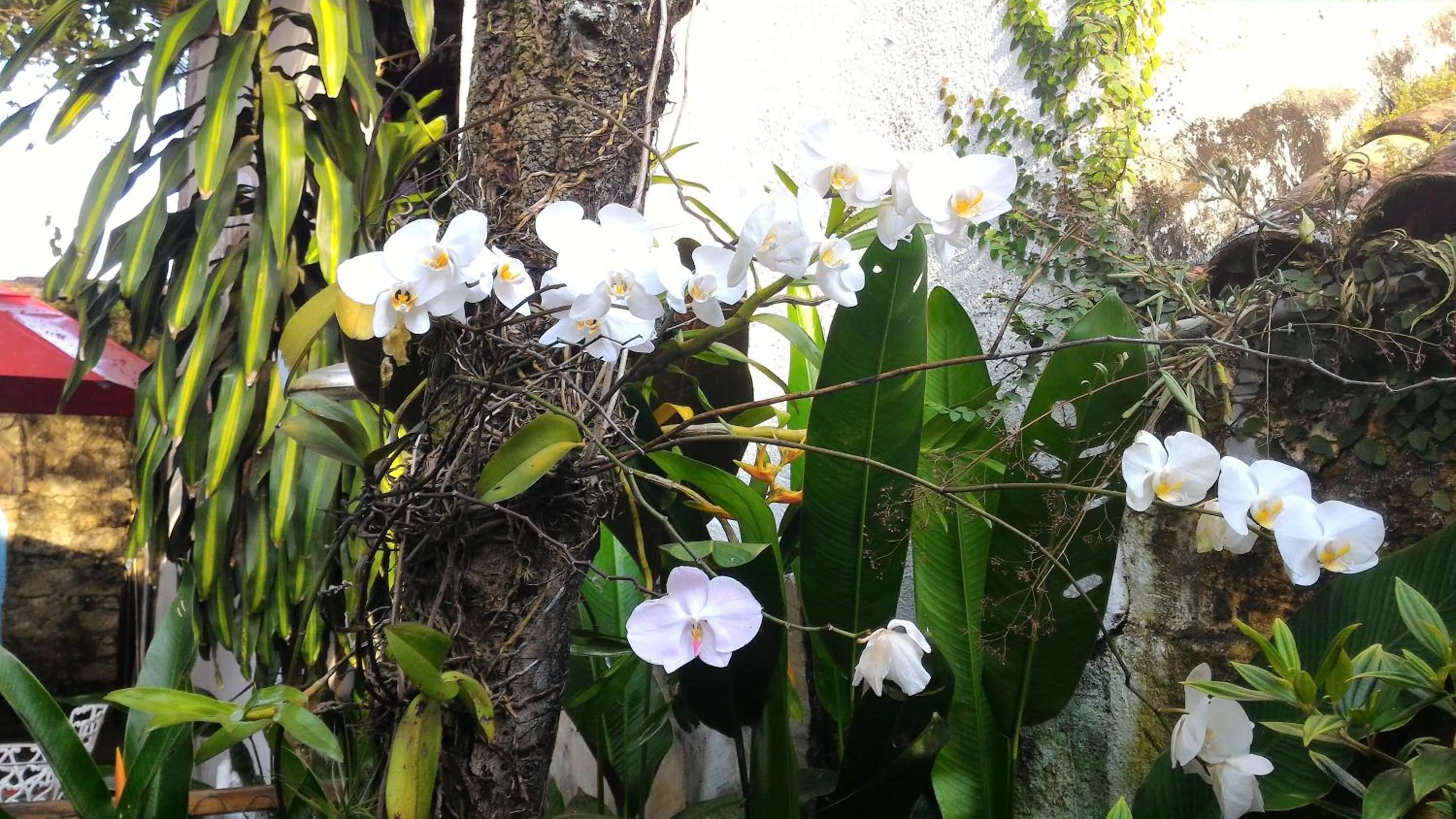 Garden in Pousada Arte Colonial - Casarão Histórico do Séc XVIII - Lancha Própria