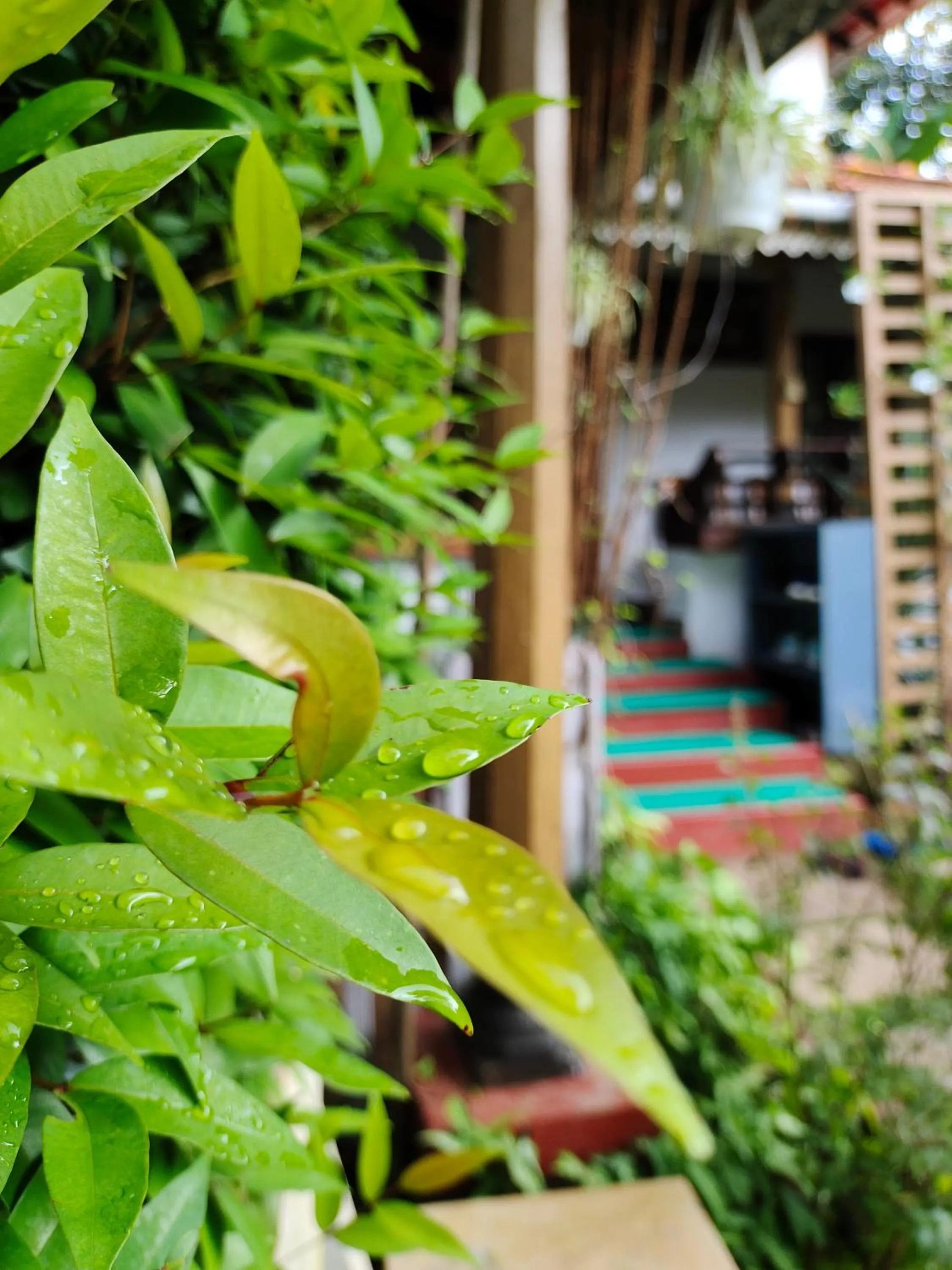 Garden view in Anamala Serenity Homestay Kerala