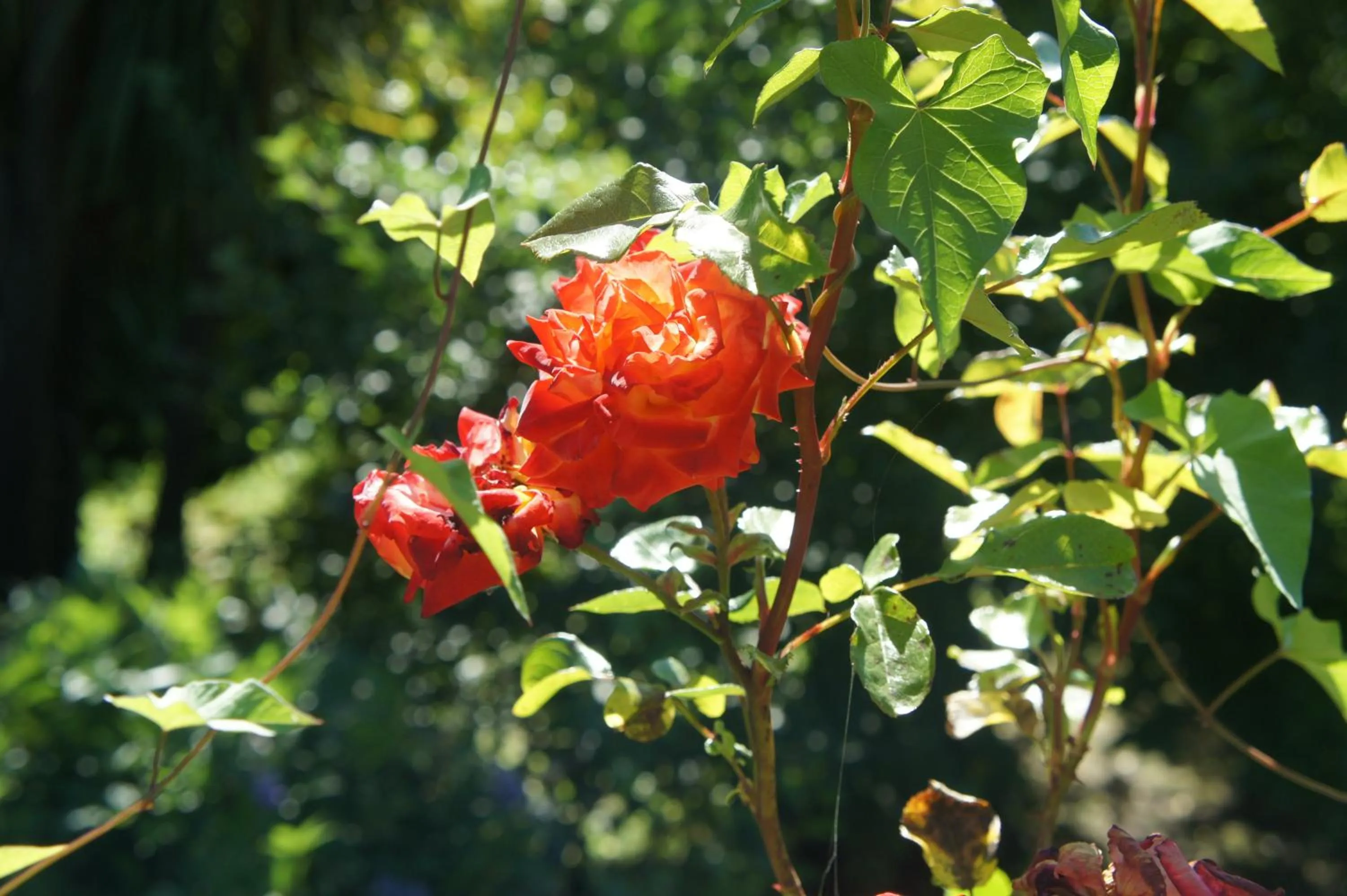 Decorative detail in Casa de Sezim