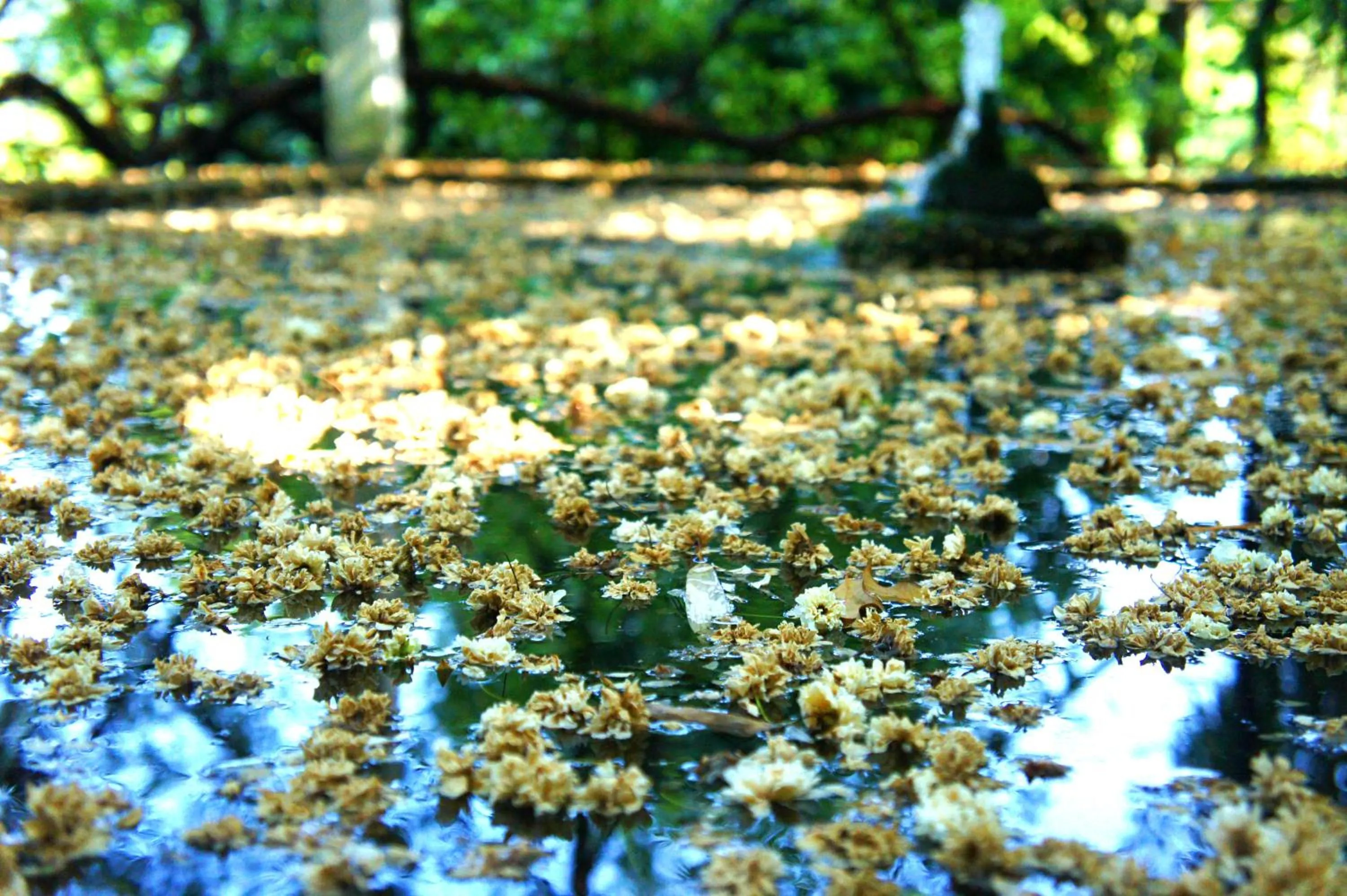Garden in Casa de Sezim