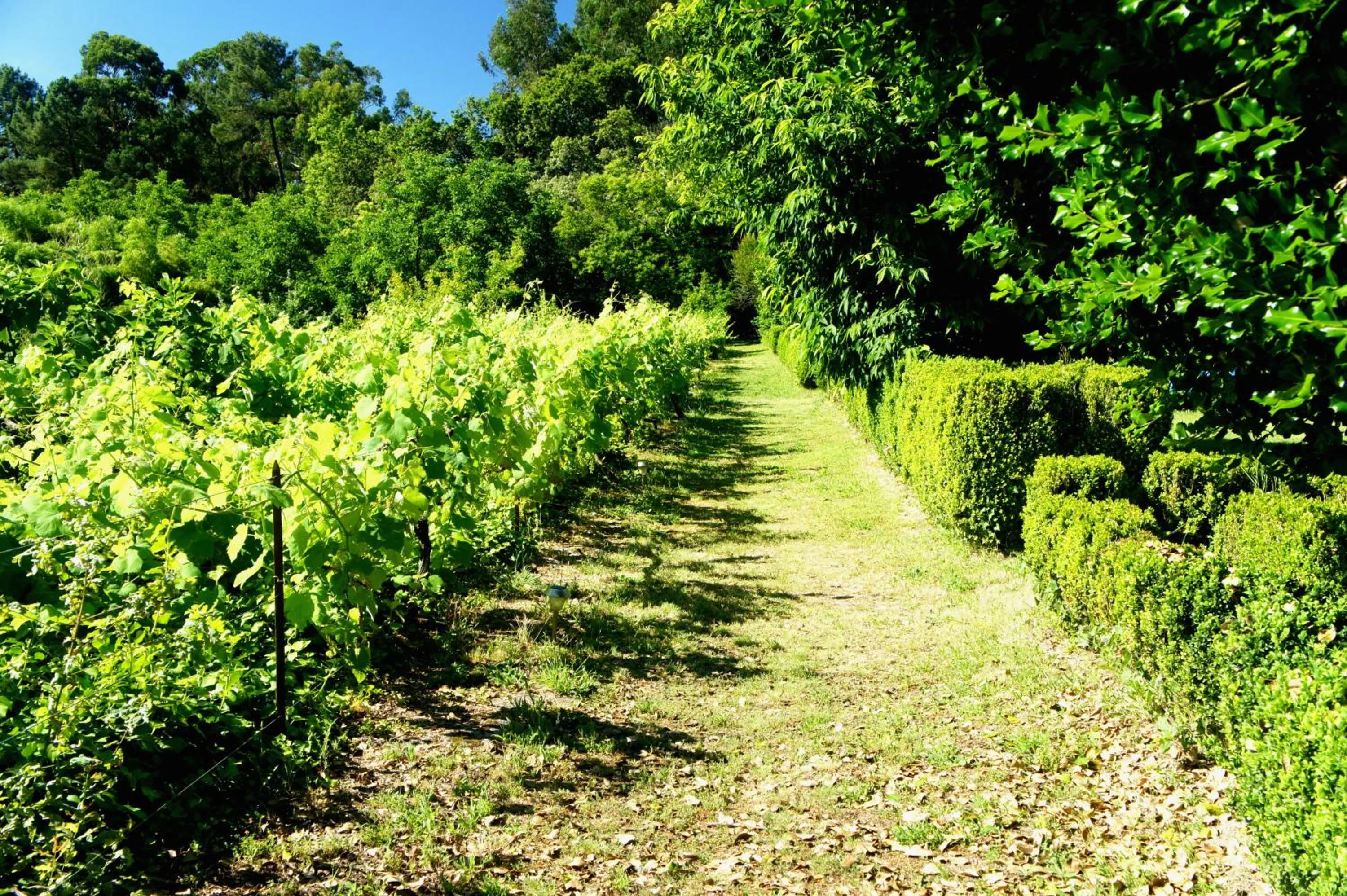 Garden in Casa de Sezim