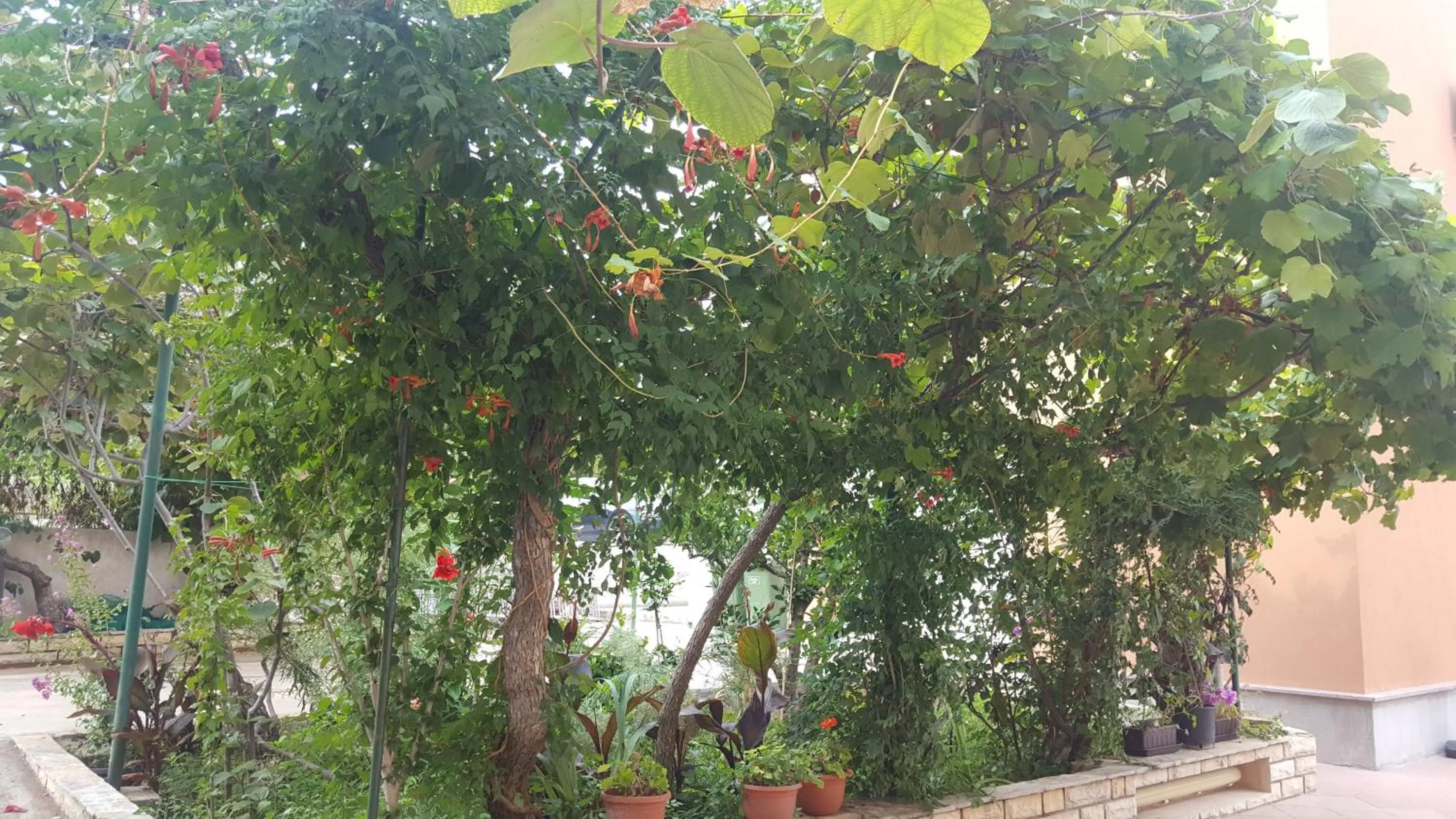 Garden in Apartments Ivanov