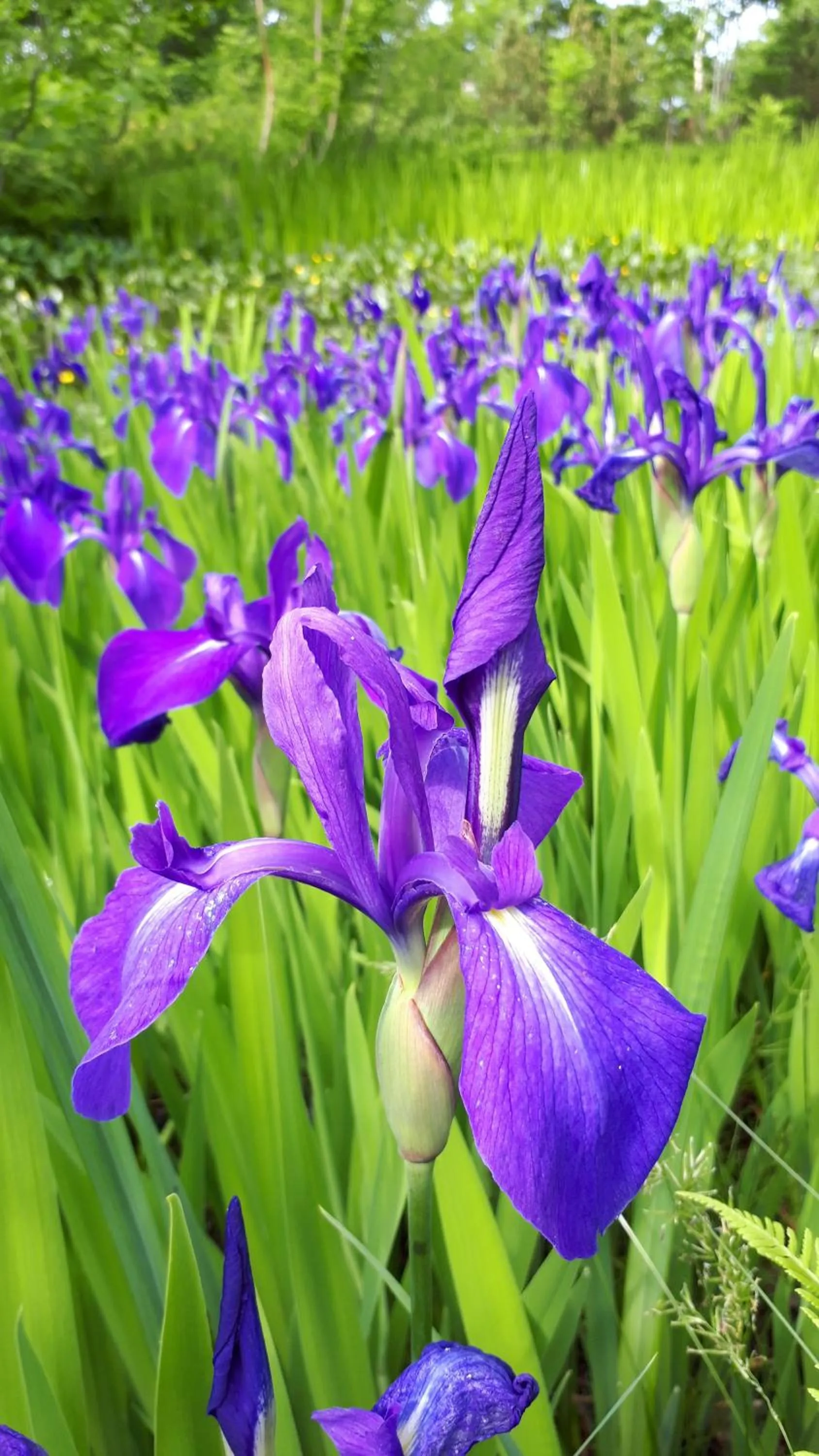 Spring in Bistare Kana