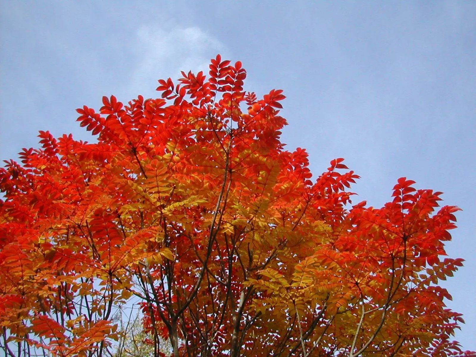 Autumn in Bistare Kana