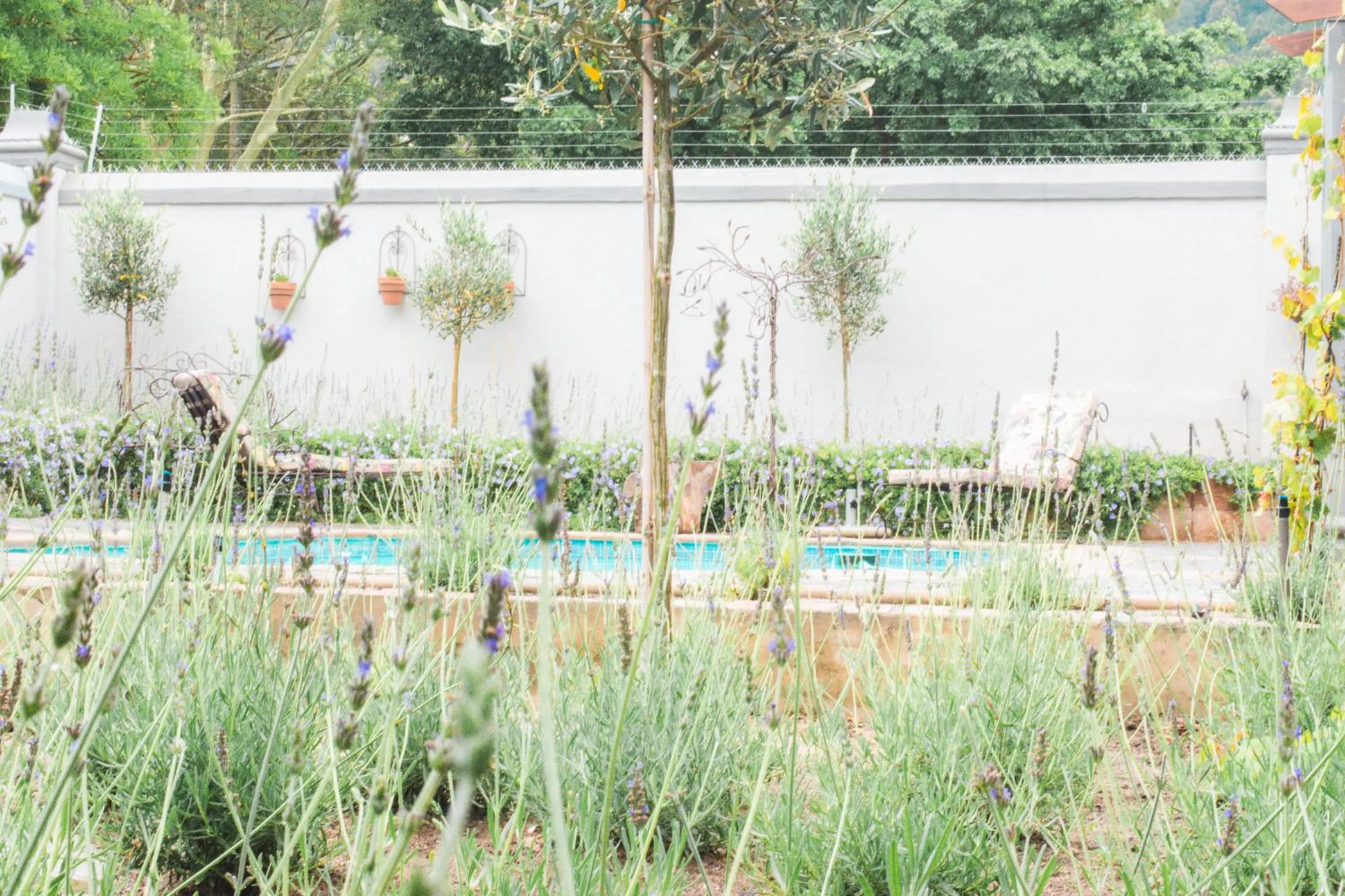 Olive Tree Lodge