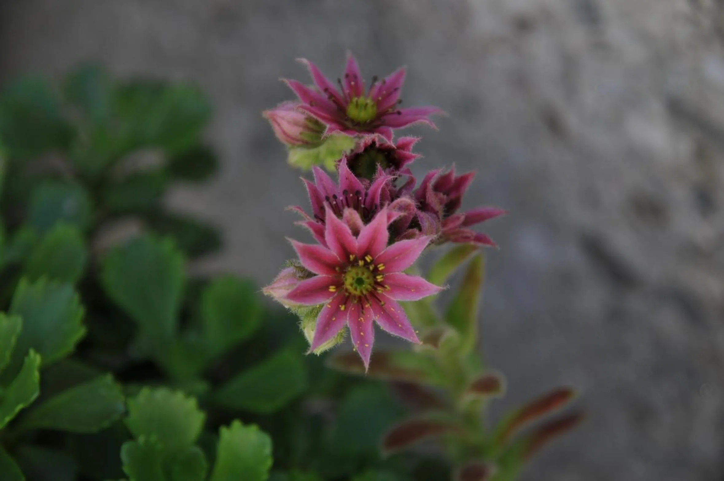 Garden in Hôtel La Ferme du Chozal, Chalet de tradition