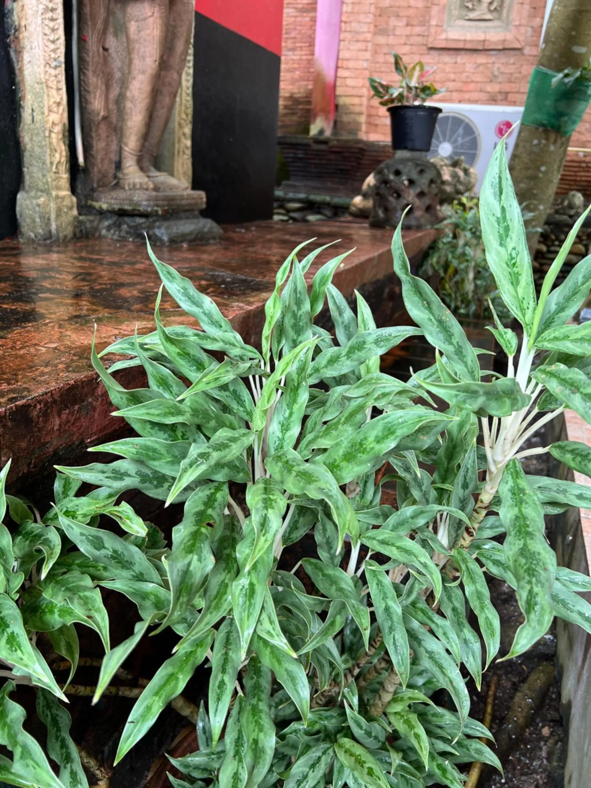 Day in Baan Ton Rak Boutique Resort