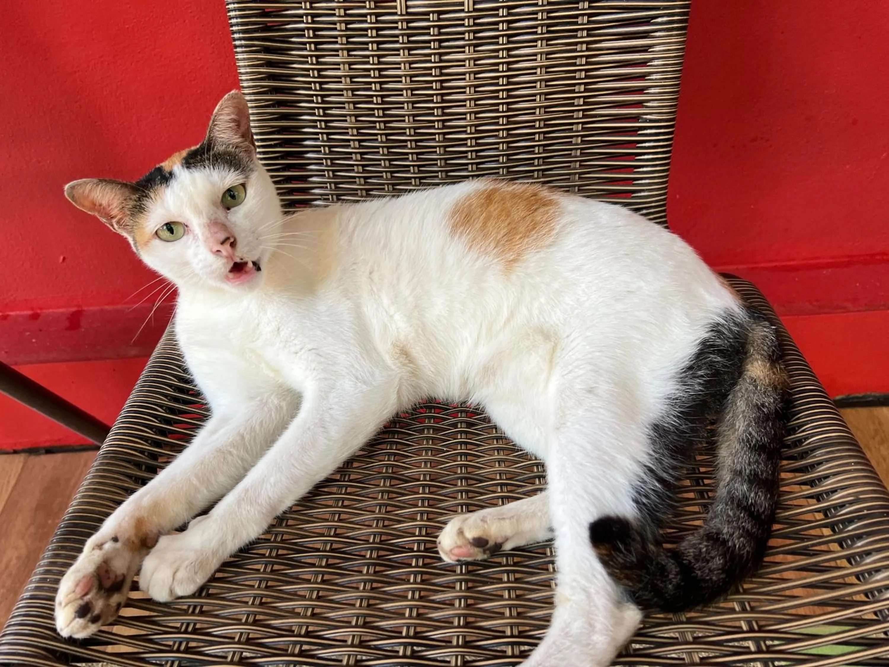 Pets in Baan Ton Rak Boutique Resort