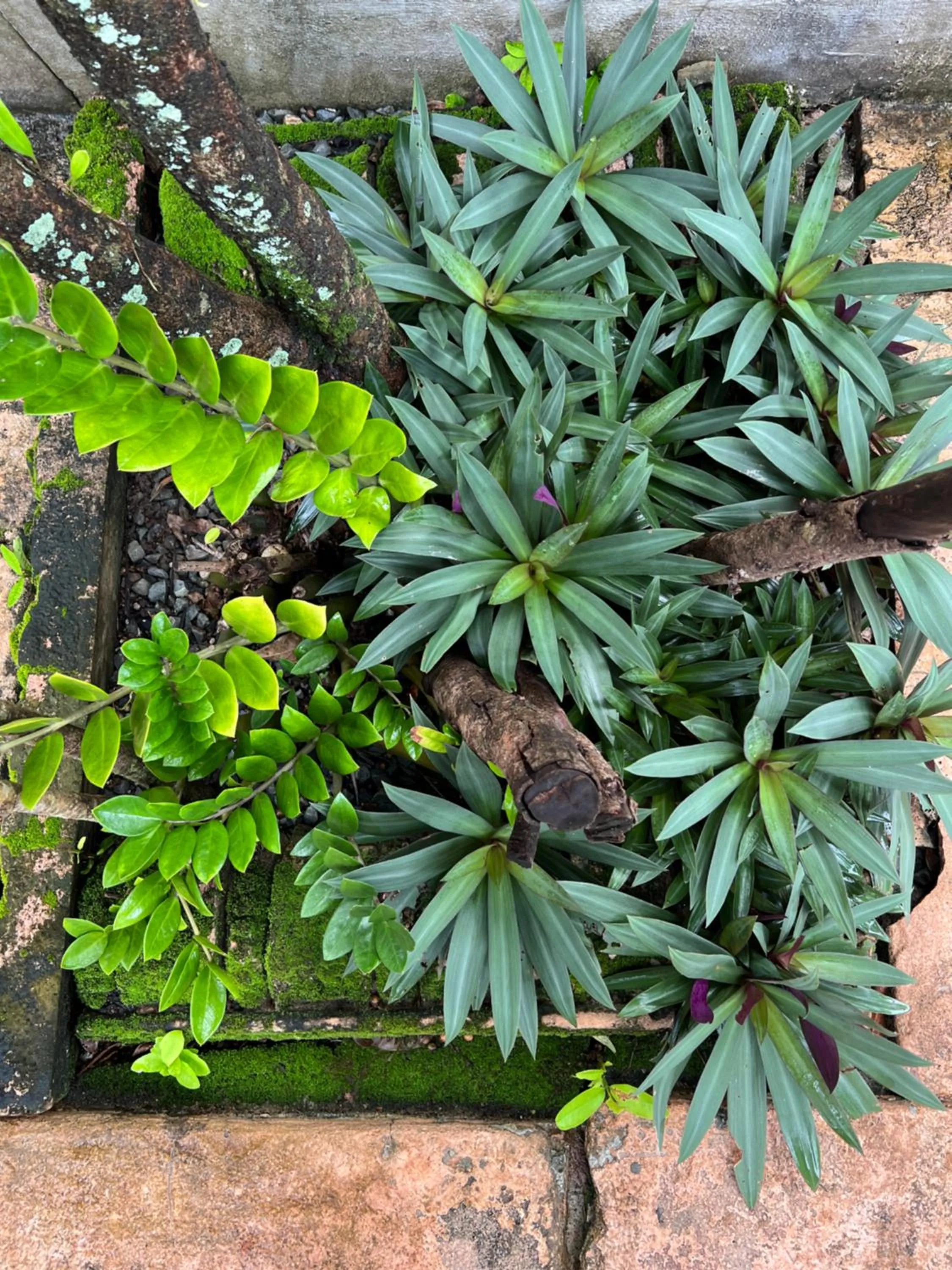 Spring in Baan Ton Rak Boutique Resort