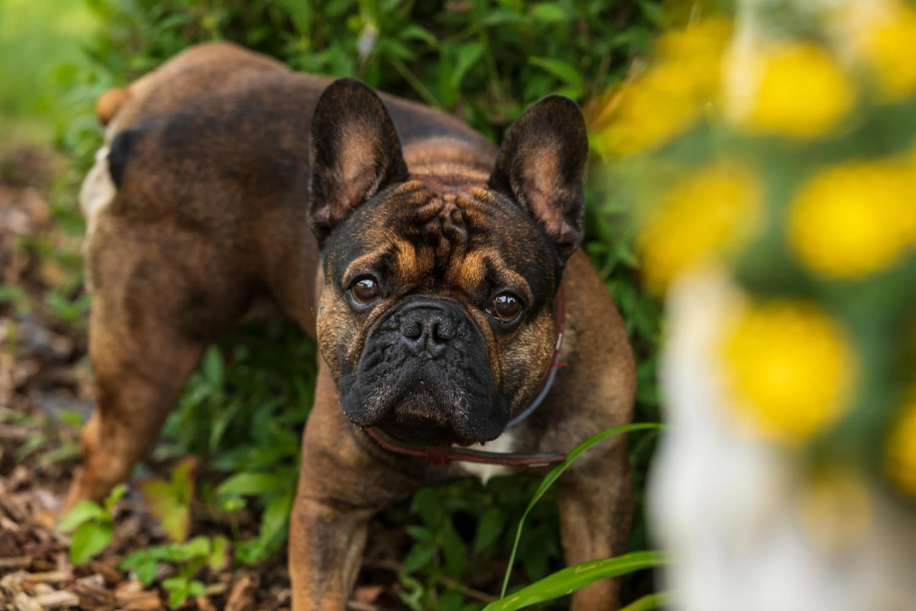 Pets in Vitalhotel Marienhof