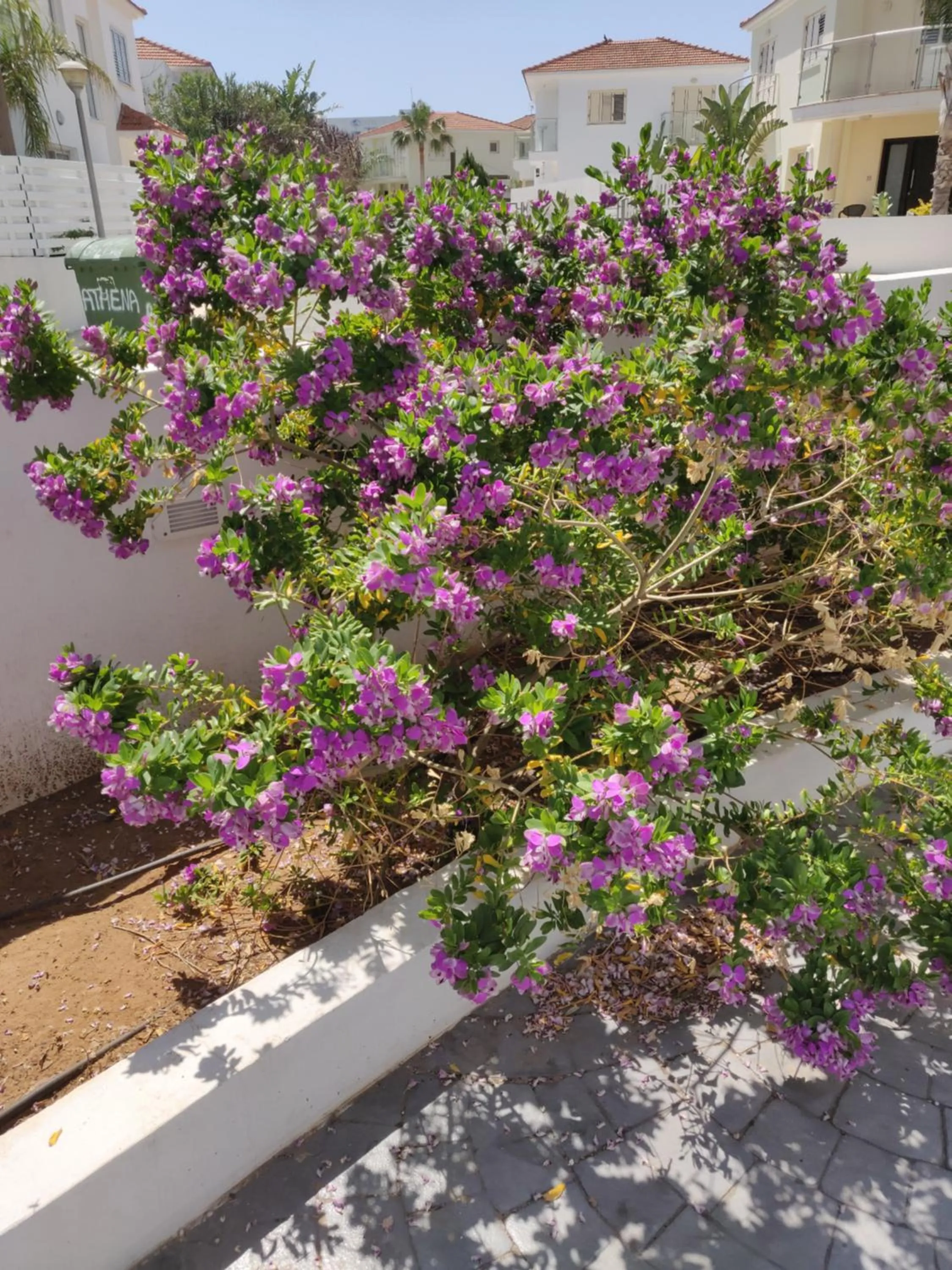 Garden in Captain Pier Hotel