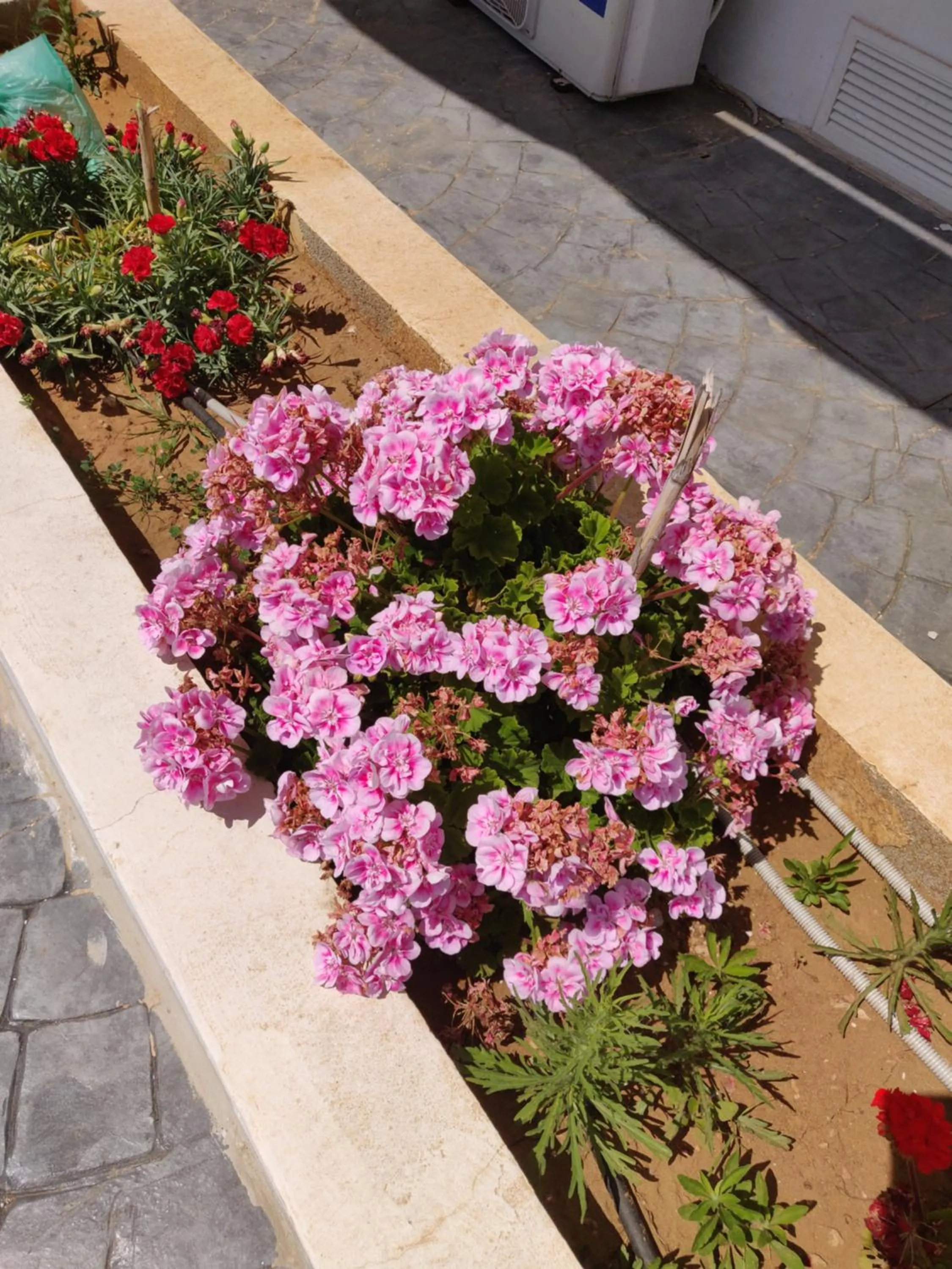 Garden in Captain Pier Hotel