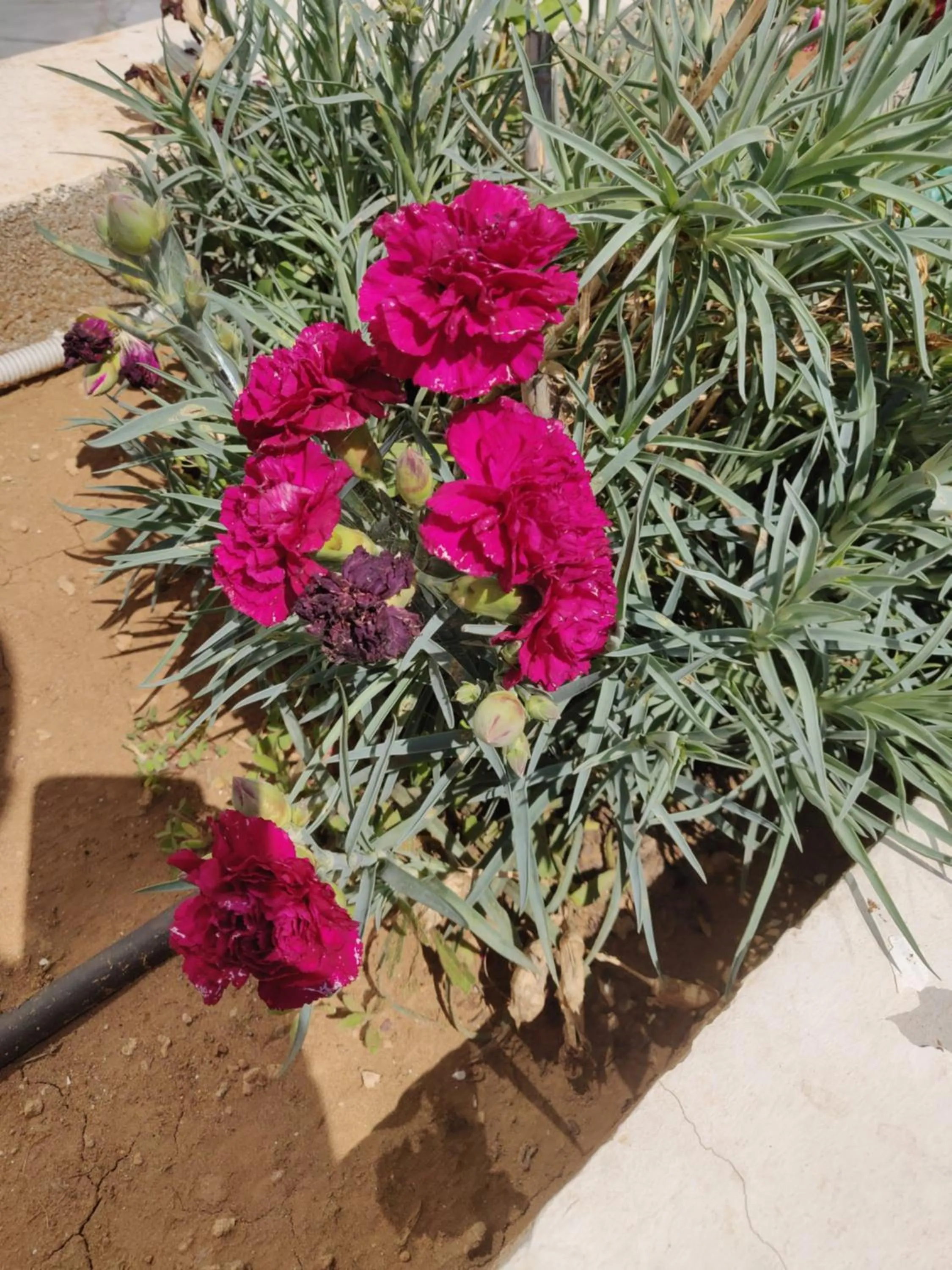 Garden in Captain Pier Hotel