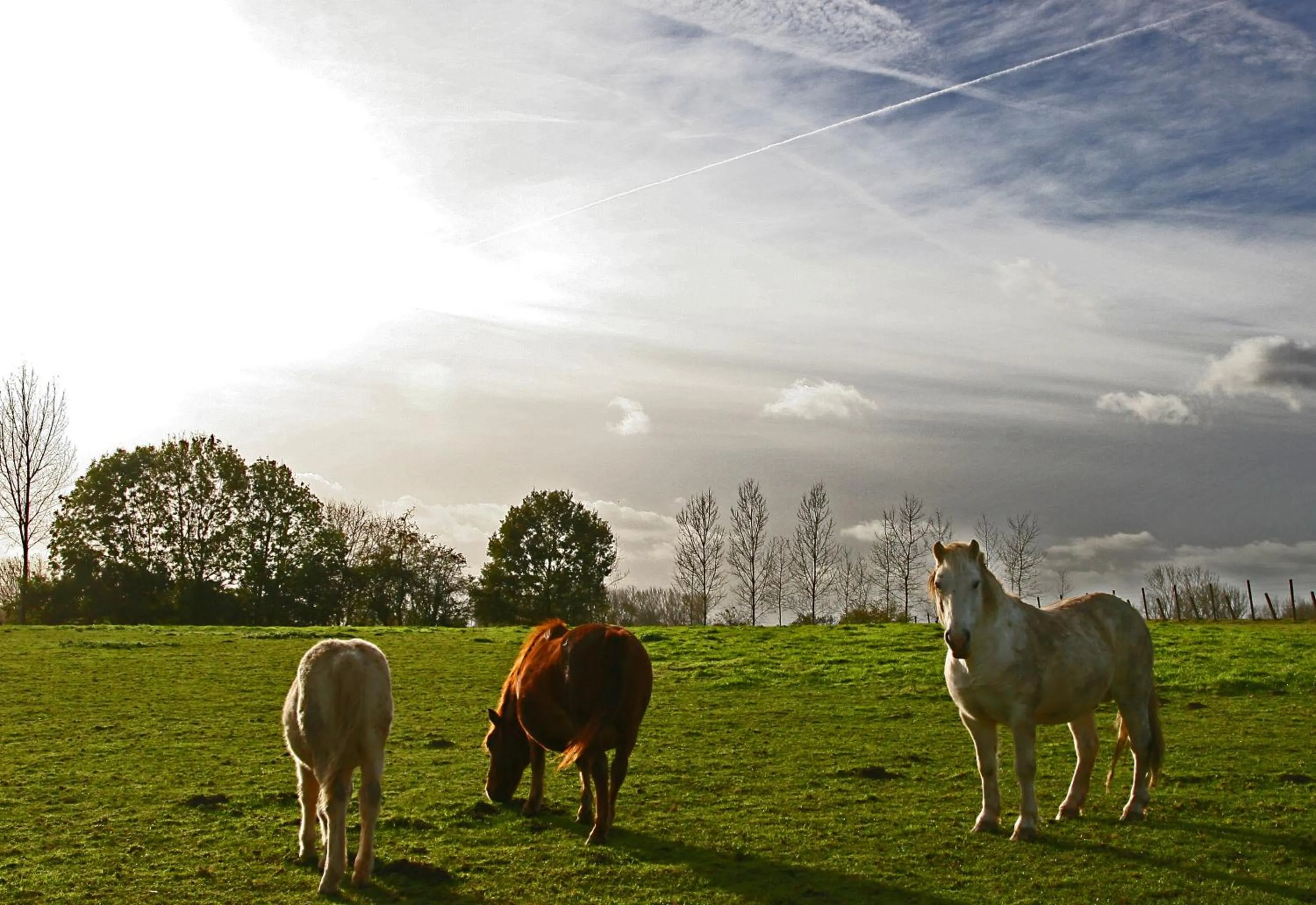 Animals in B&B Goudsbloempje