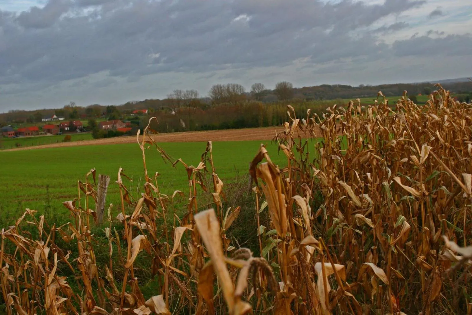 Natural landscape in B&B Goudsbloempje