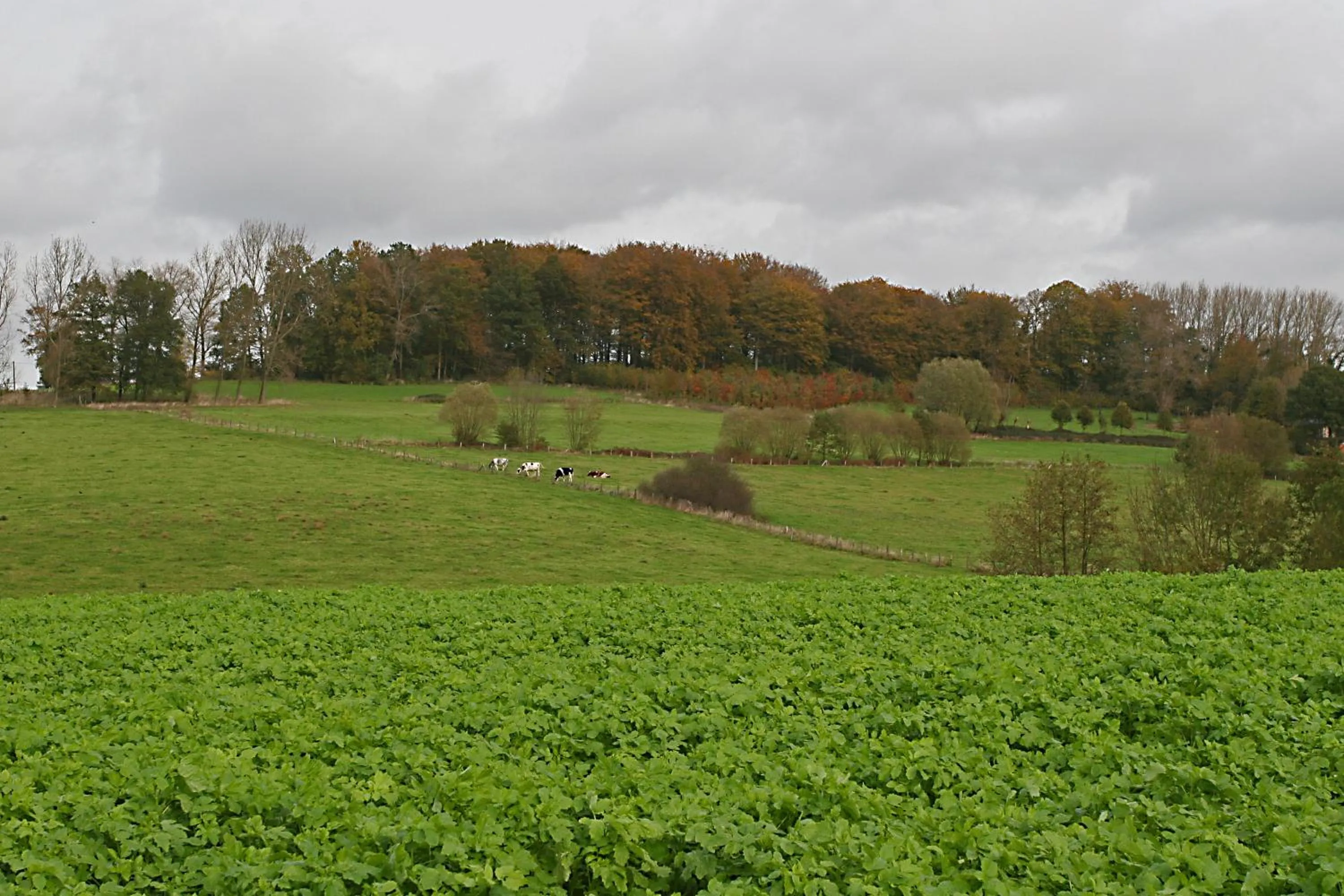 Natural landscape in B&B Goudsbloempje