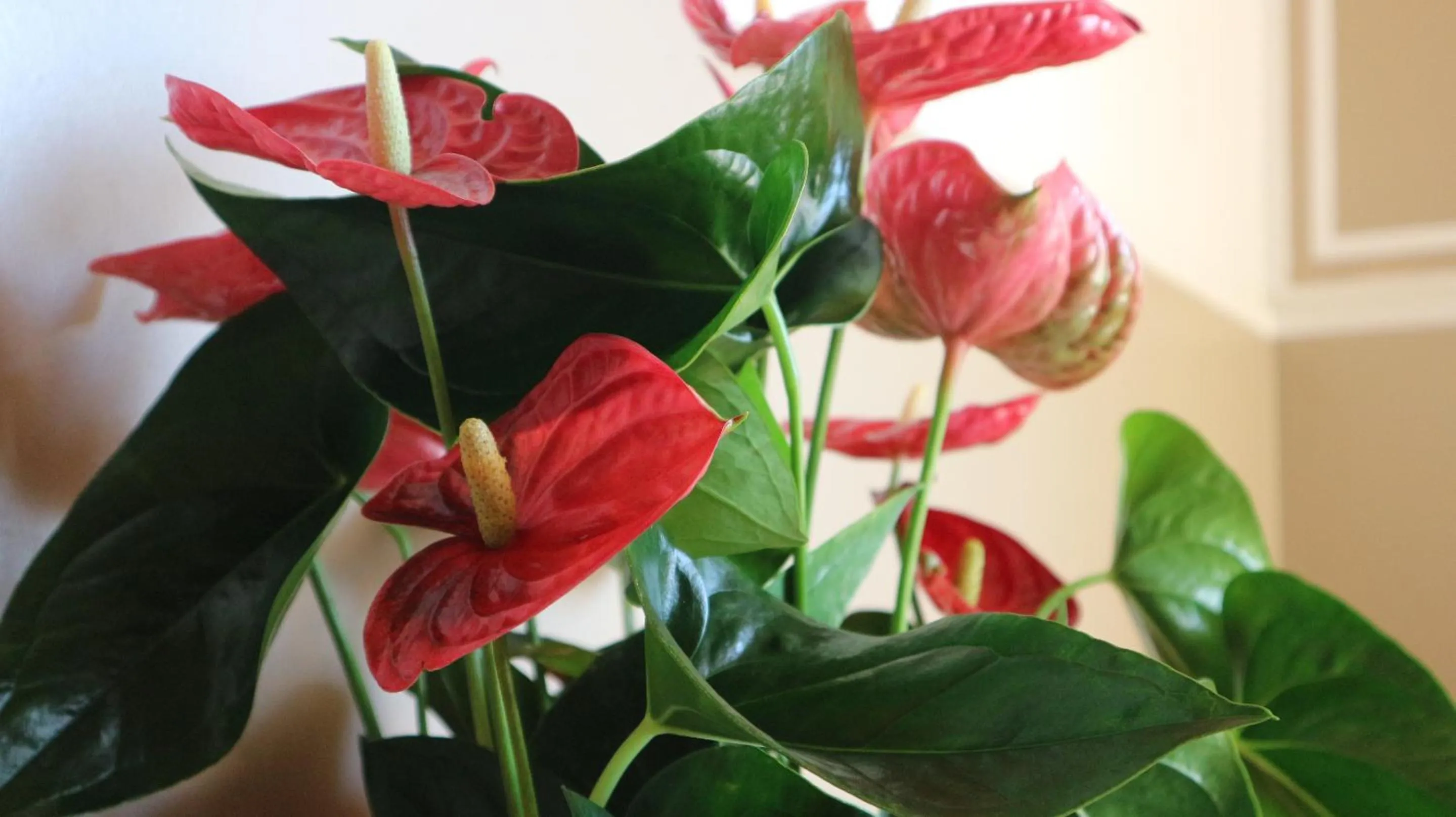 Lobby or reception in Villa Bema