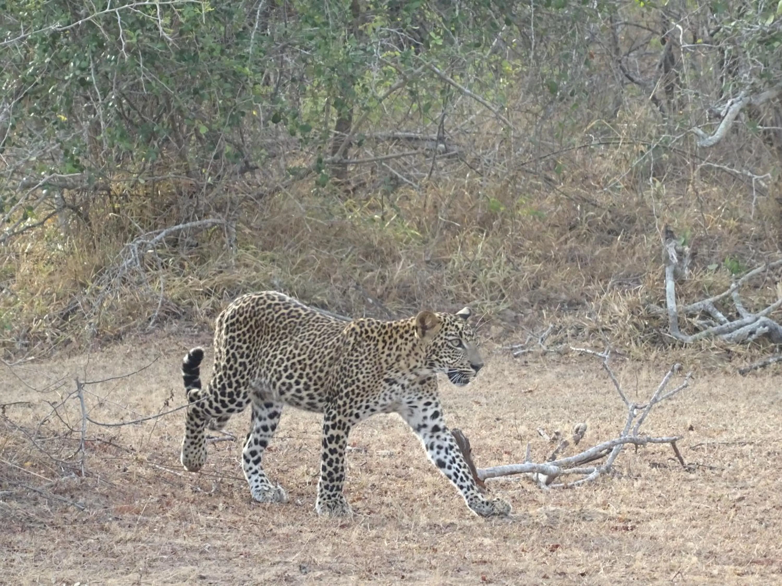 Wadula Safari - Yala