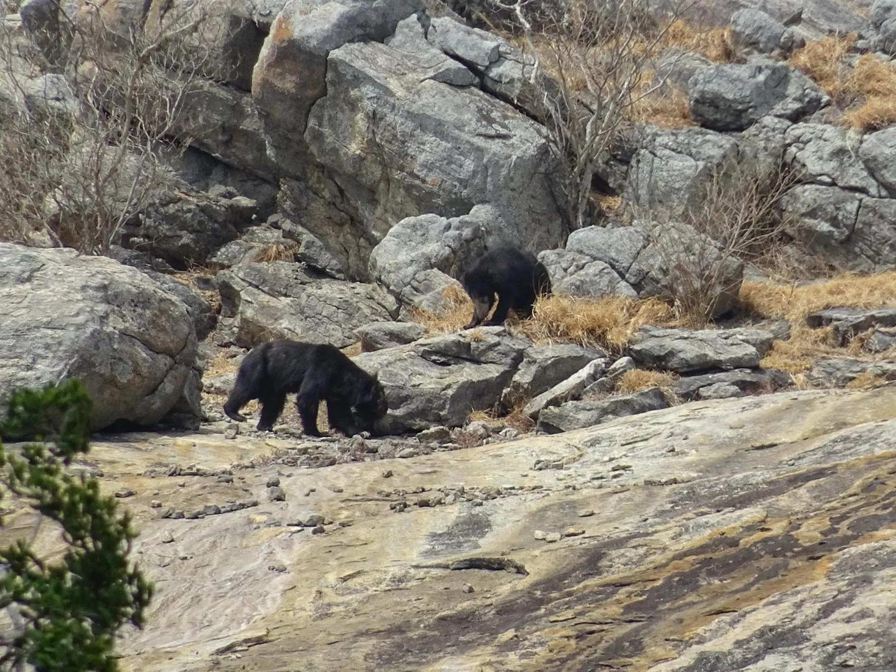 Animals in Wadula Safari - Yala