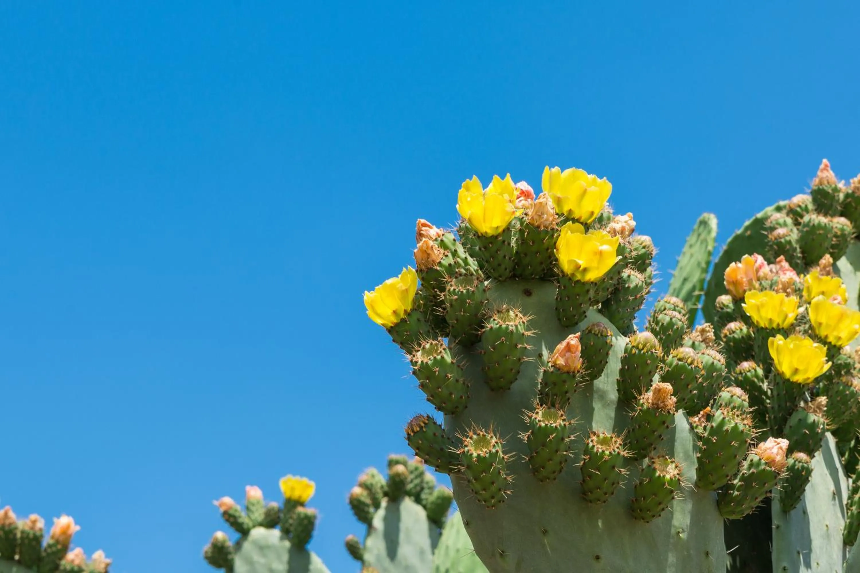 Piccolo Hotel Villa Rosa