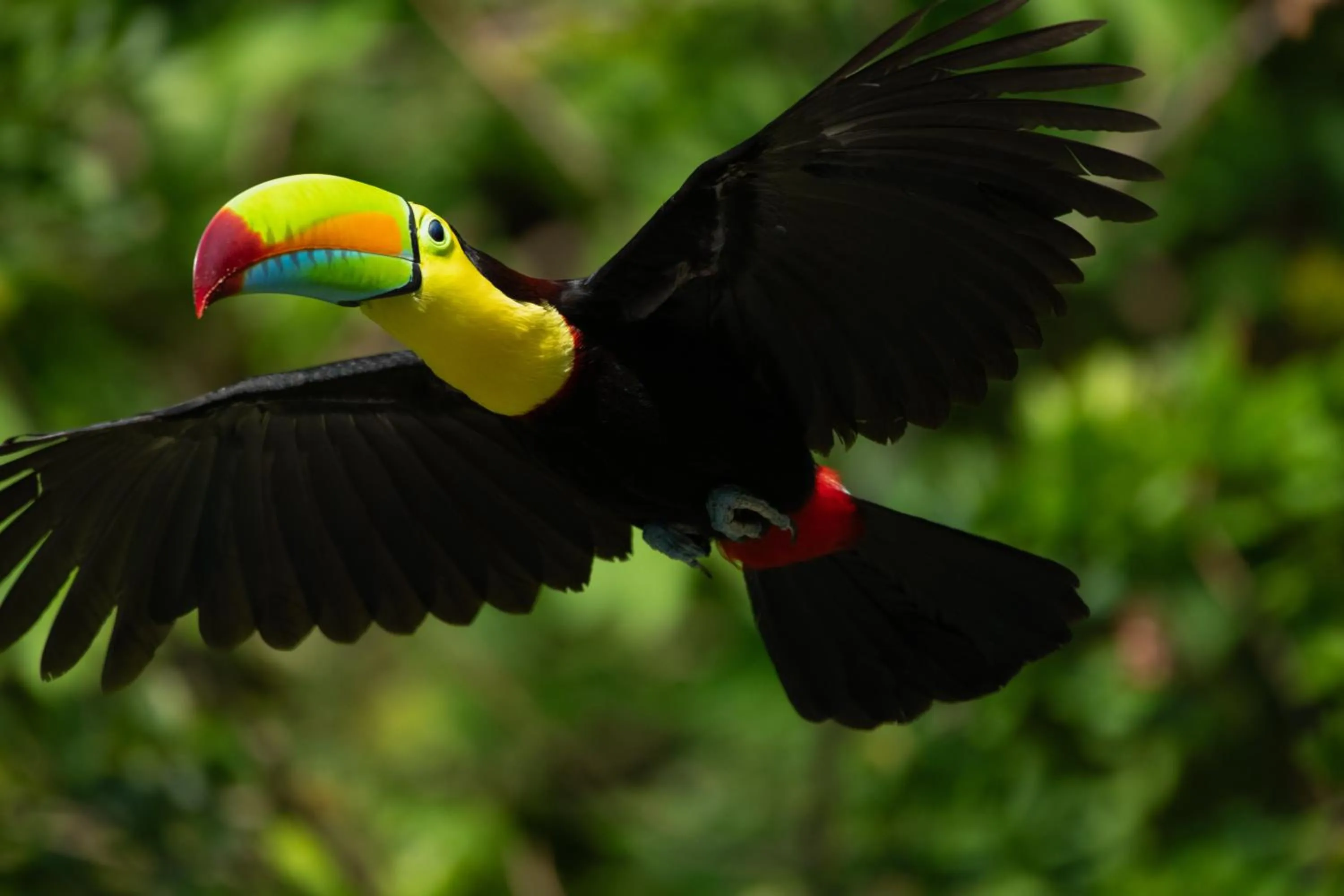 Animals in Borinquen Thermal Resort