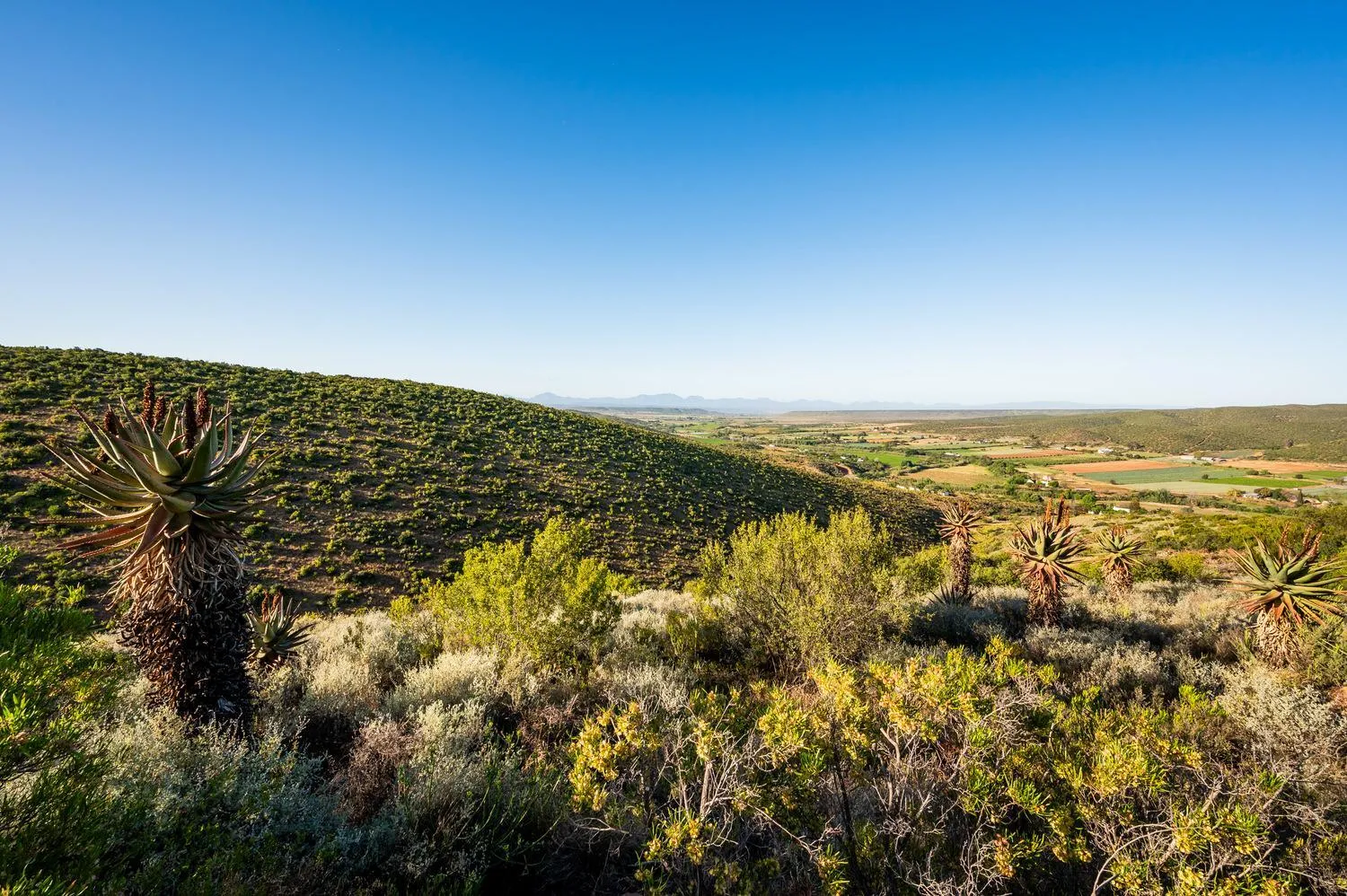 Spring in Le Petit Karoo