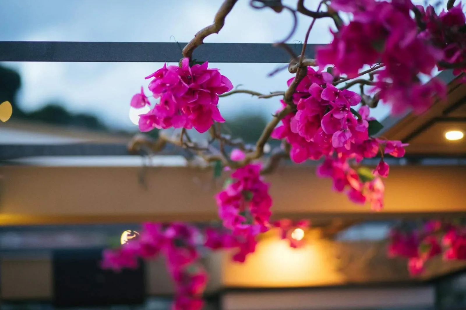 Restaurant/places to eat in Amaryllis