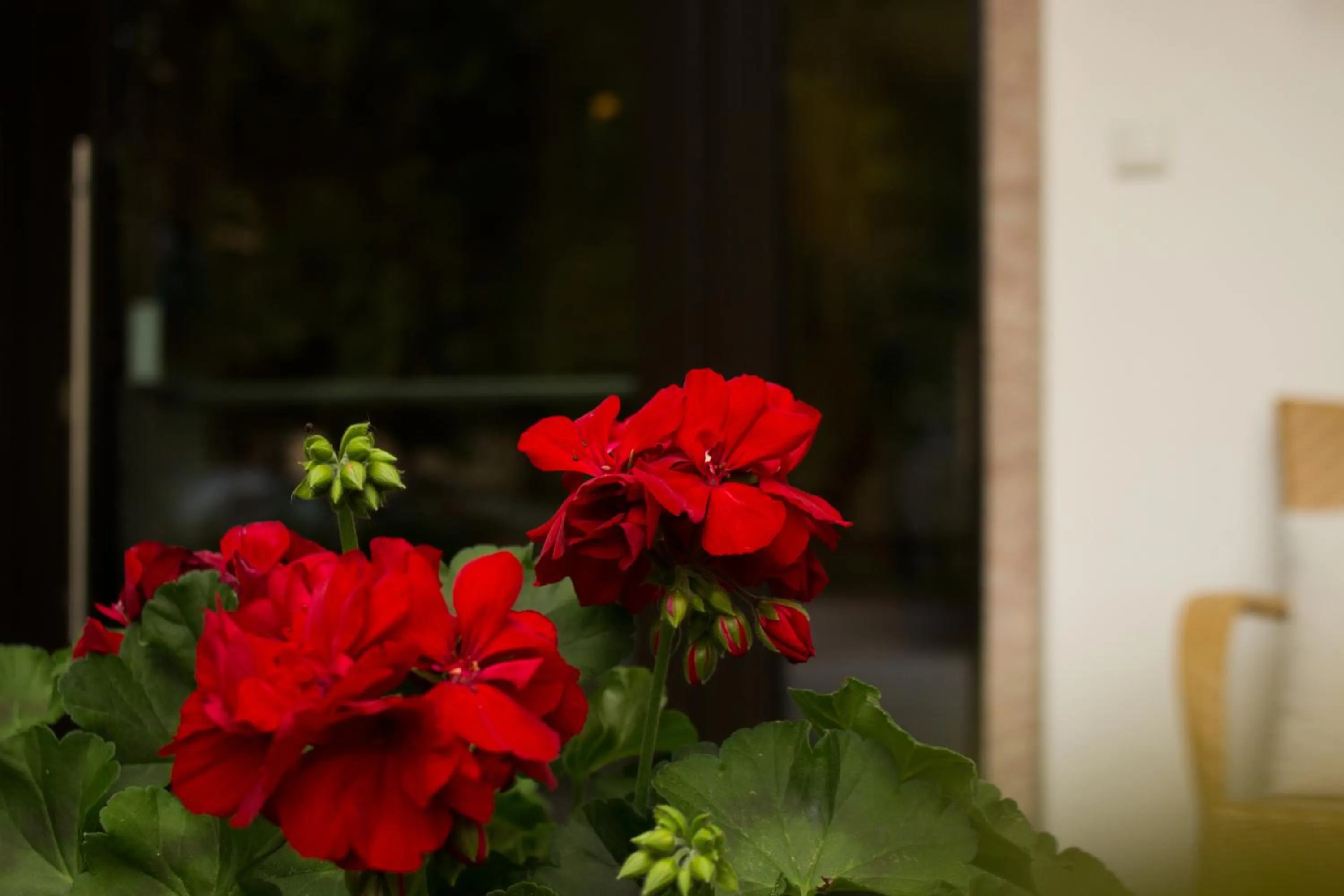 Garden in Hotel Pension Schweitzer