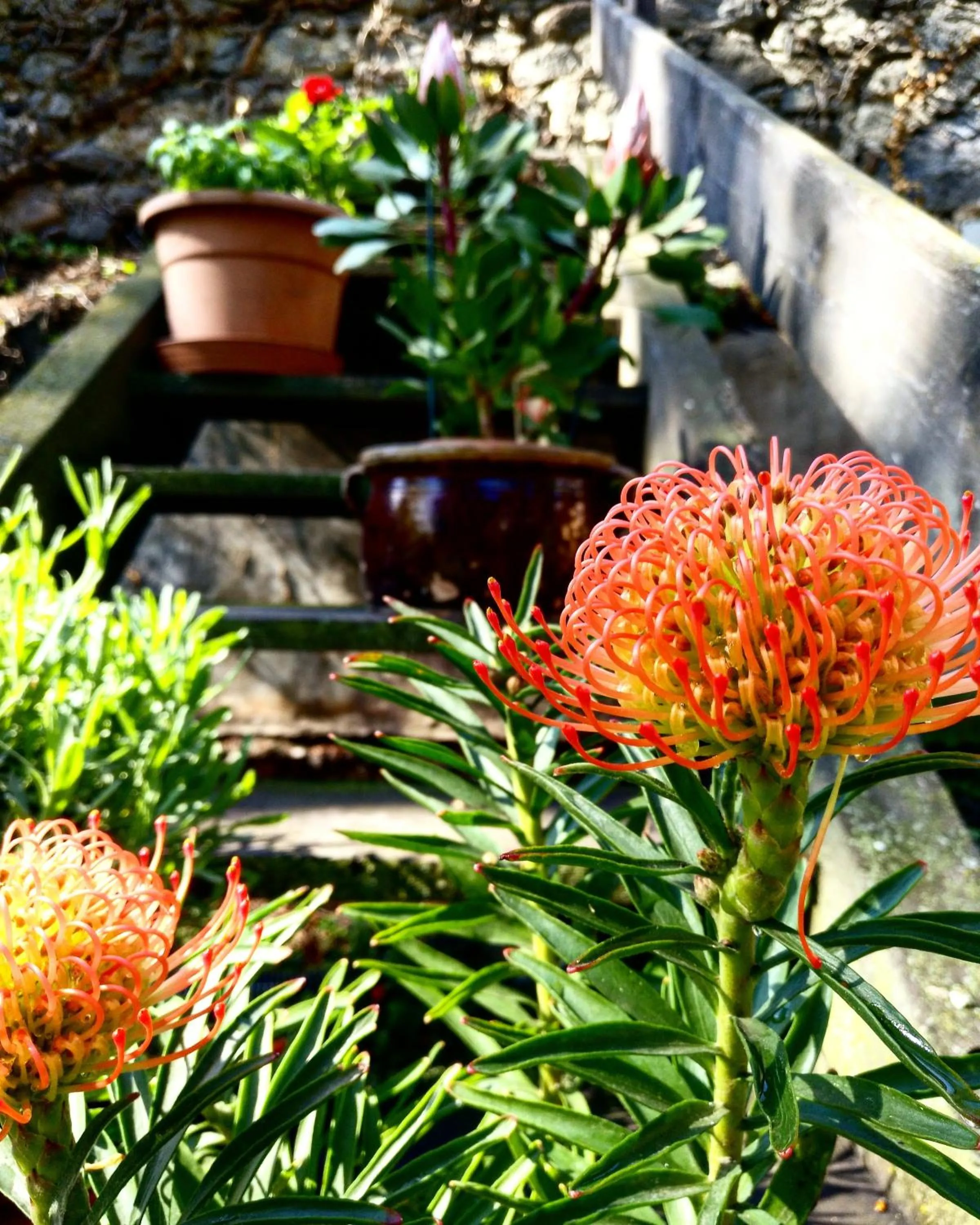Garden in Hotel Pension Schweitzer