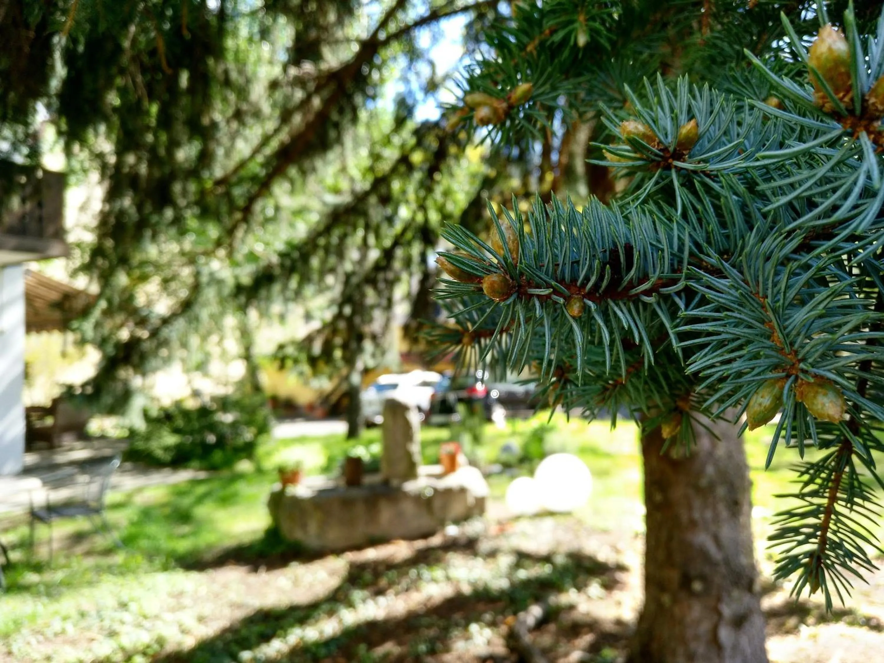 Garden in Hotel Pension Schweitzer