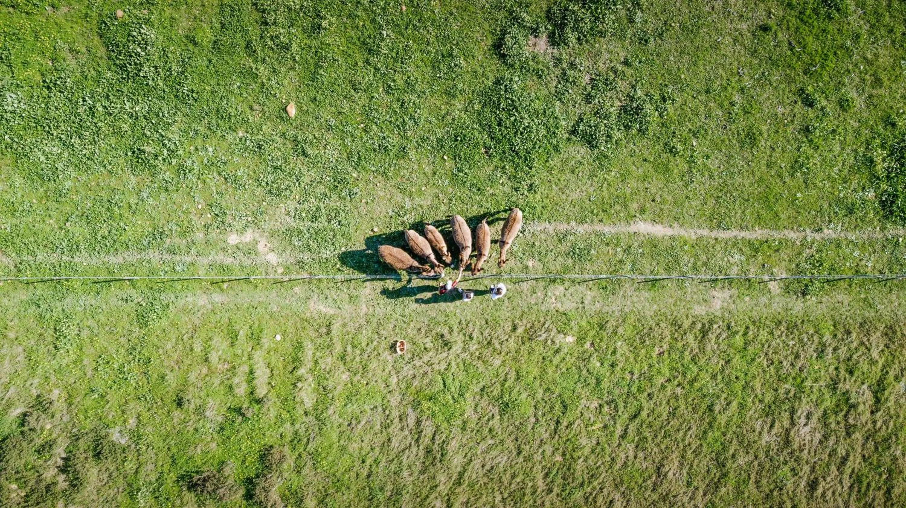 Animals in Duikersdrift Winelands Country Escape