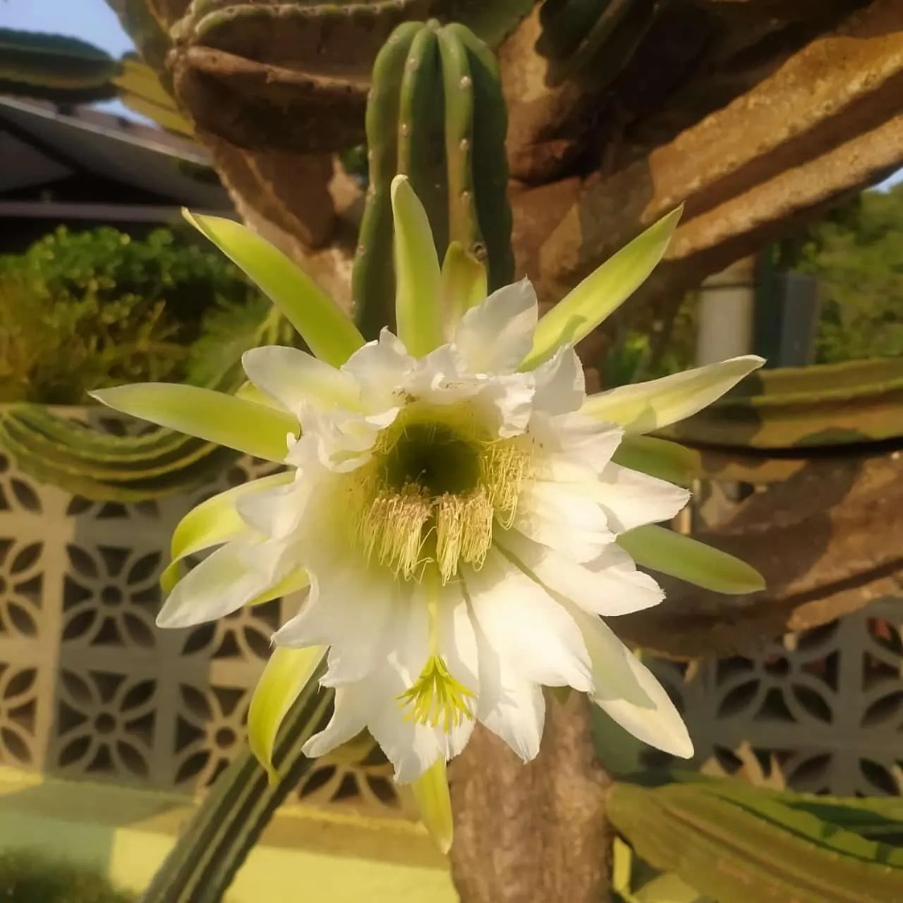 Garden in Pousada das Flores