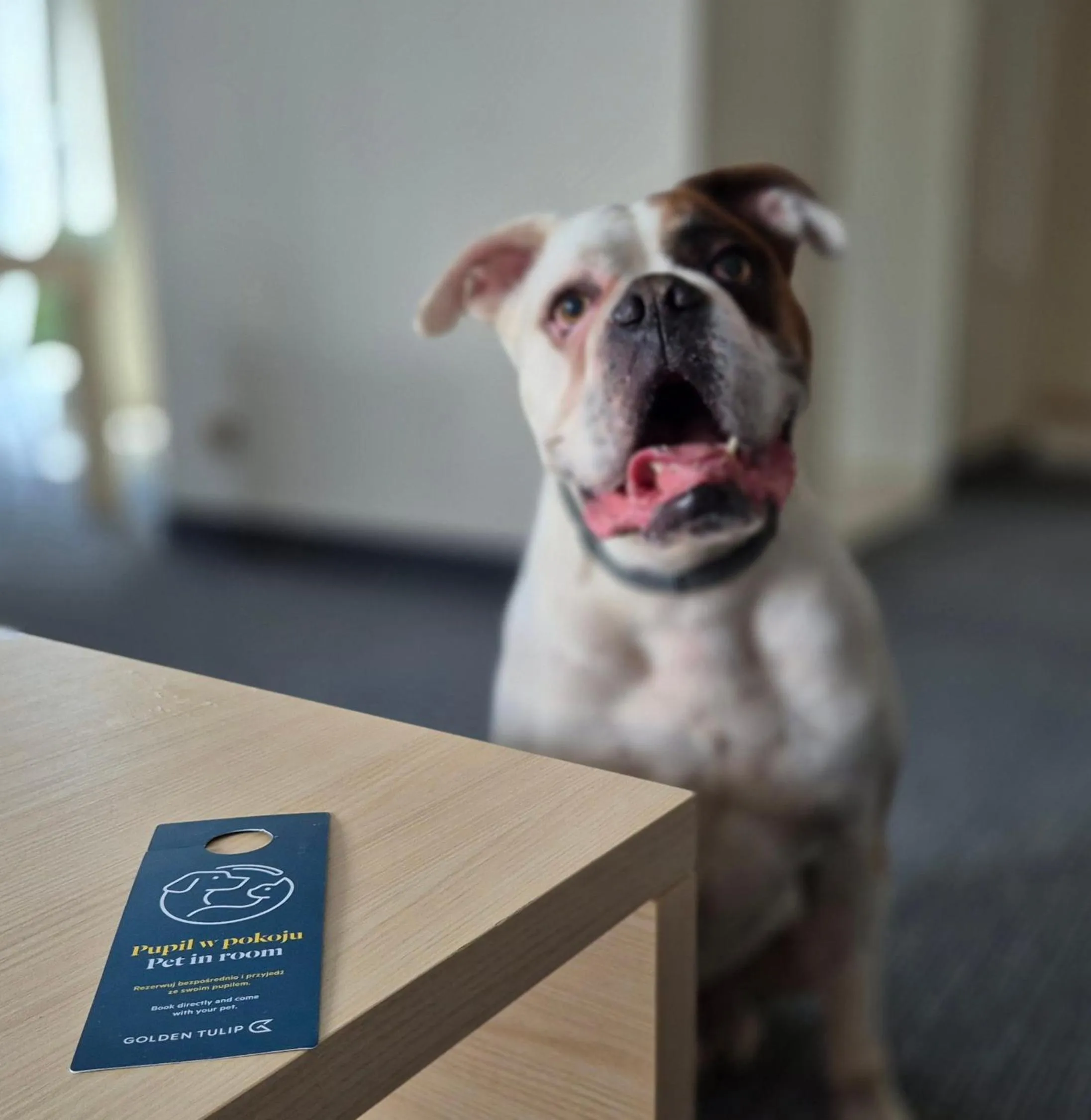 Pets in Golden Tulip Międzyzdroje Residence