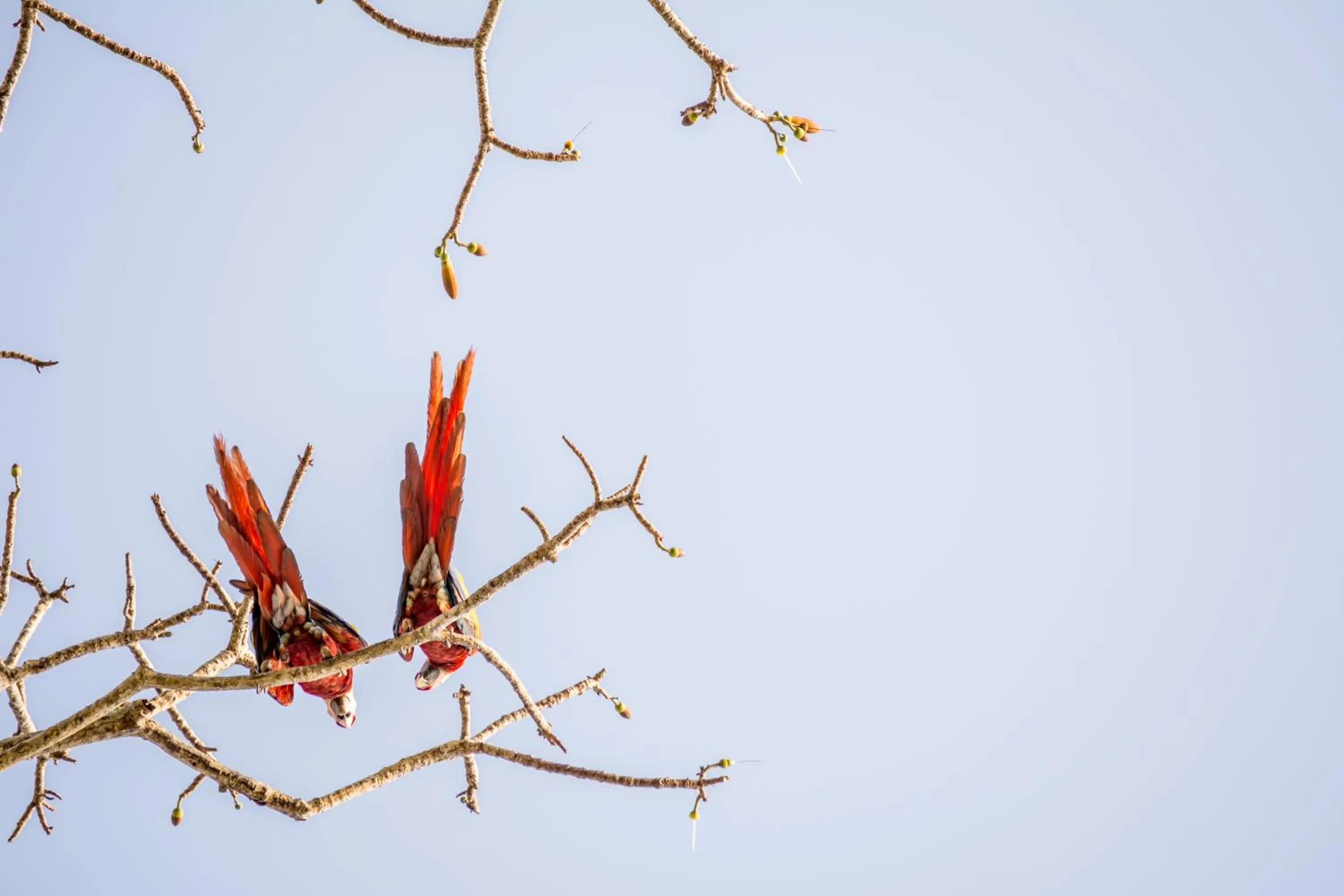 Animals in Hotel Terraza del Pacifico