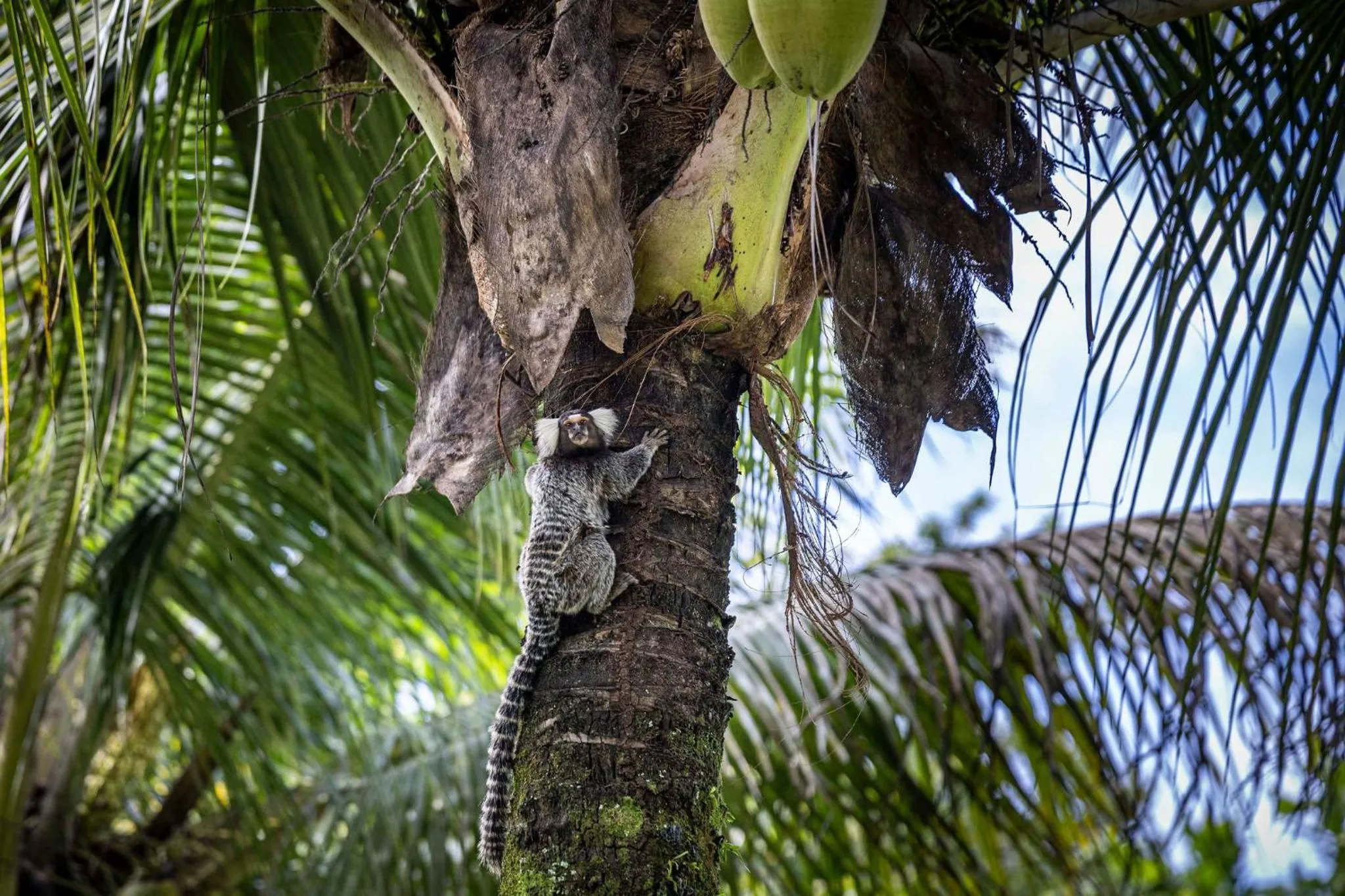 Spring in Casa Condominio Piccola Paraty