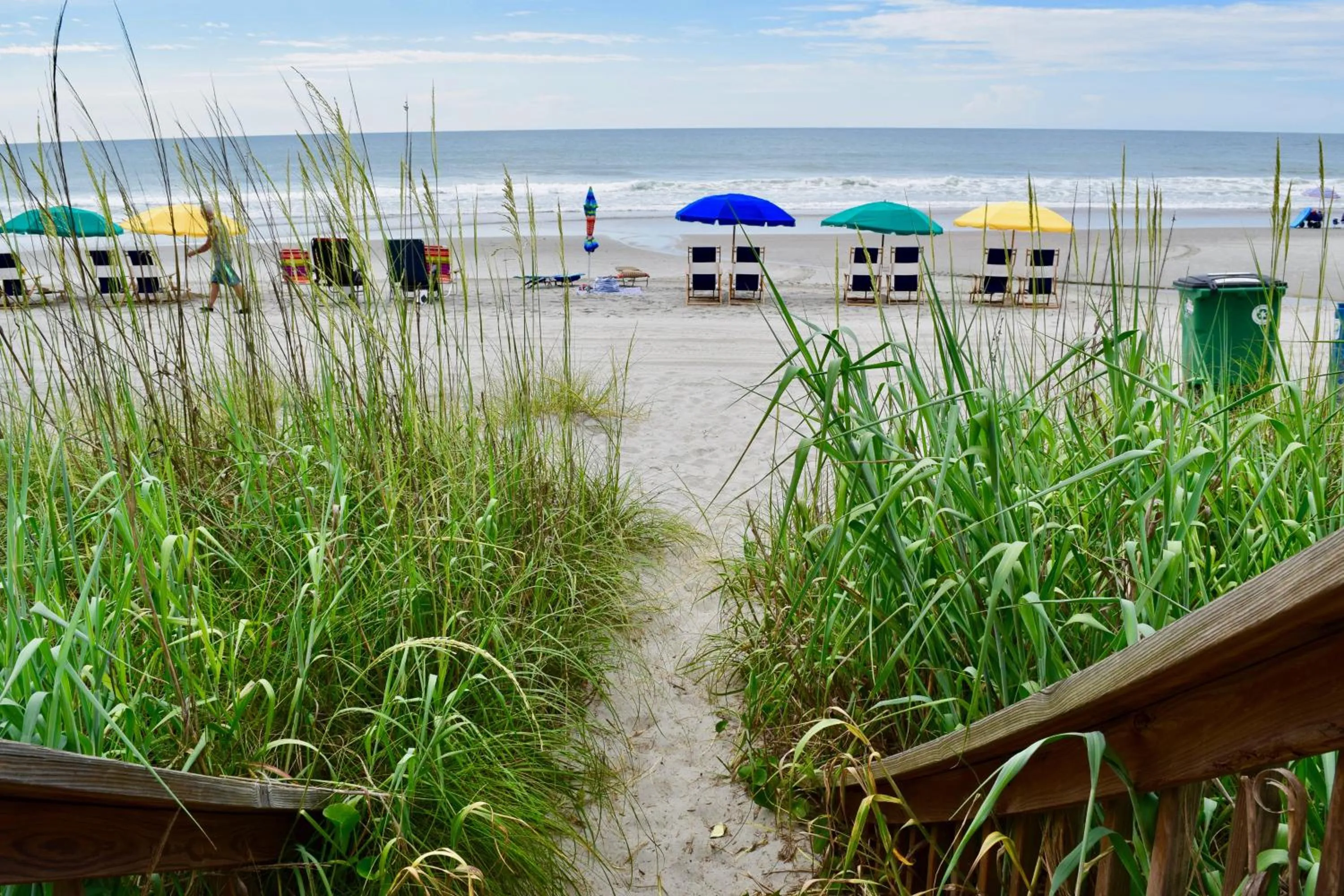 Day in Ocean Forest Colony