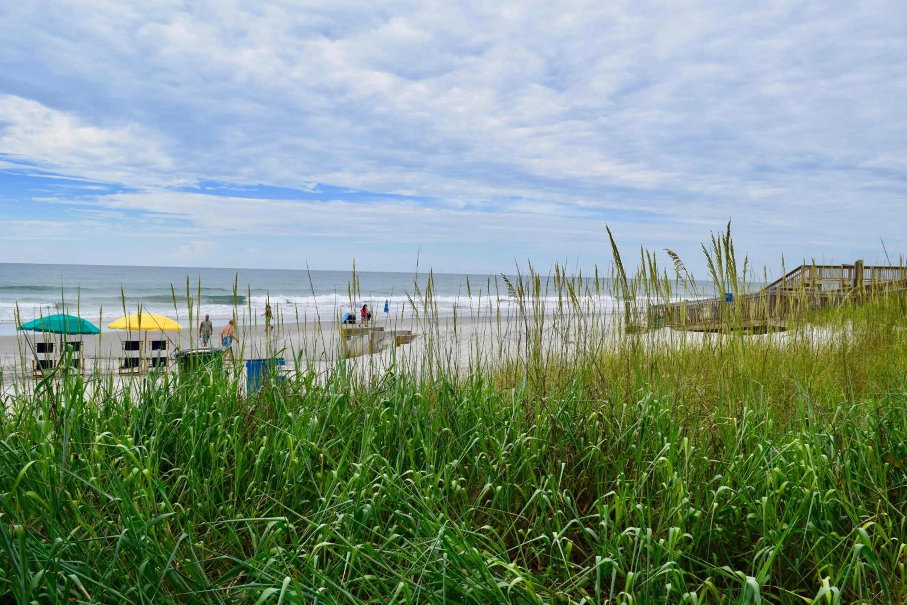 Day in Ocean Forest Colony