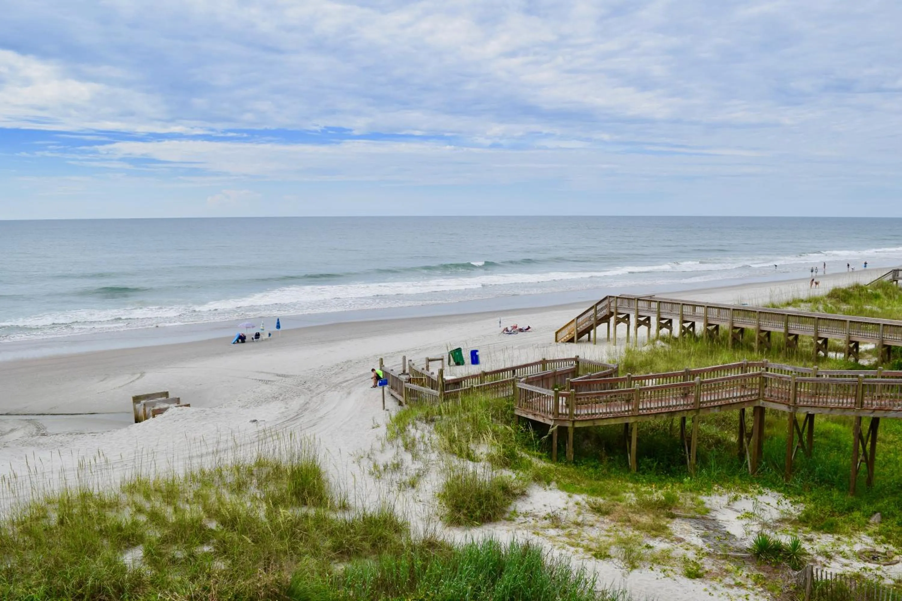 Day in Ocean Forest Colony